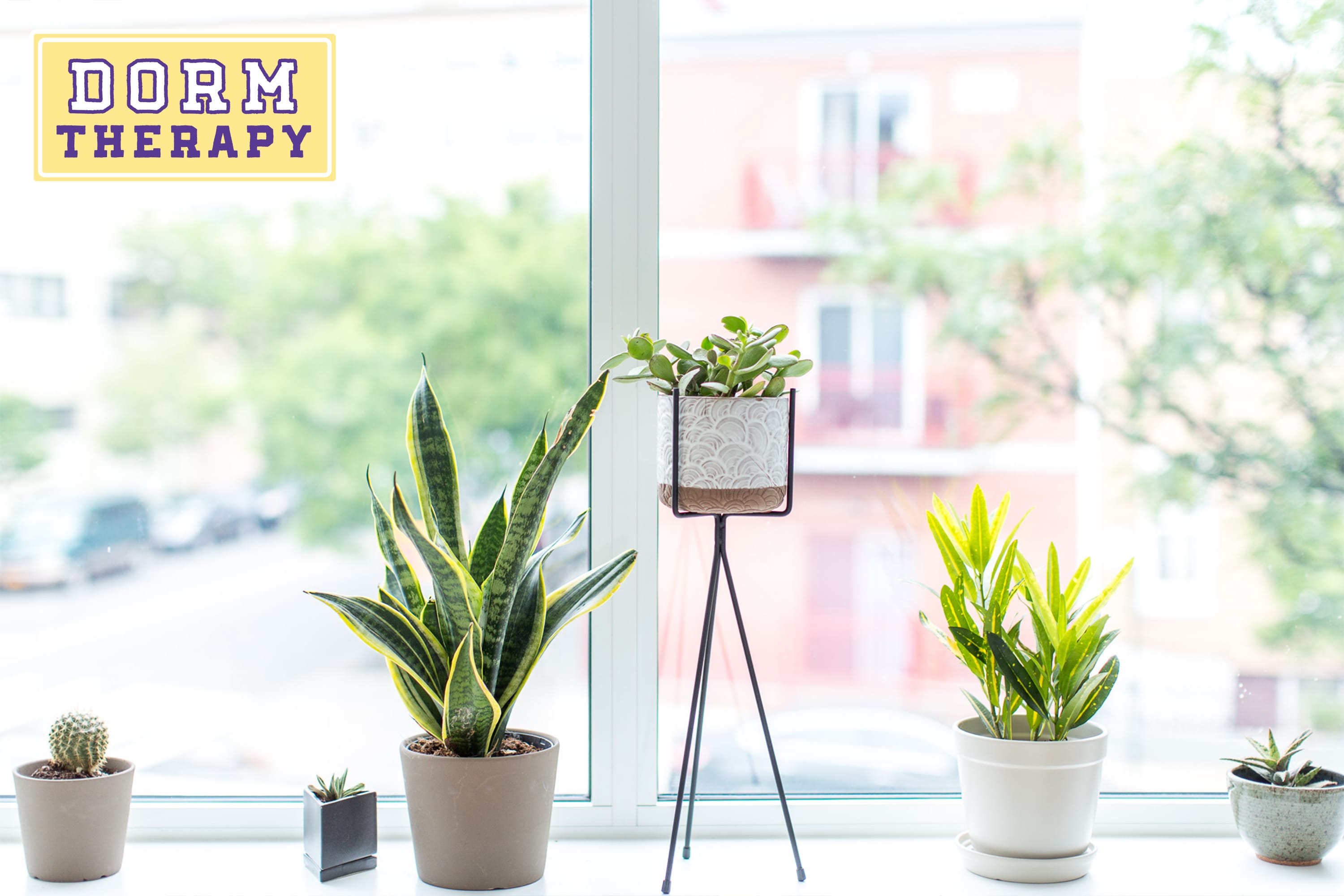 Everything to Know About Keeping Plants Alive in Your Dorm Room | Apartment  Therapy