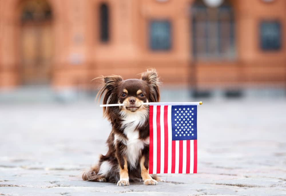 Quiet Fireworks Exist, and Your Dog Will Be so Grateful