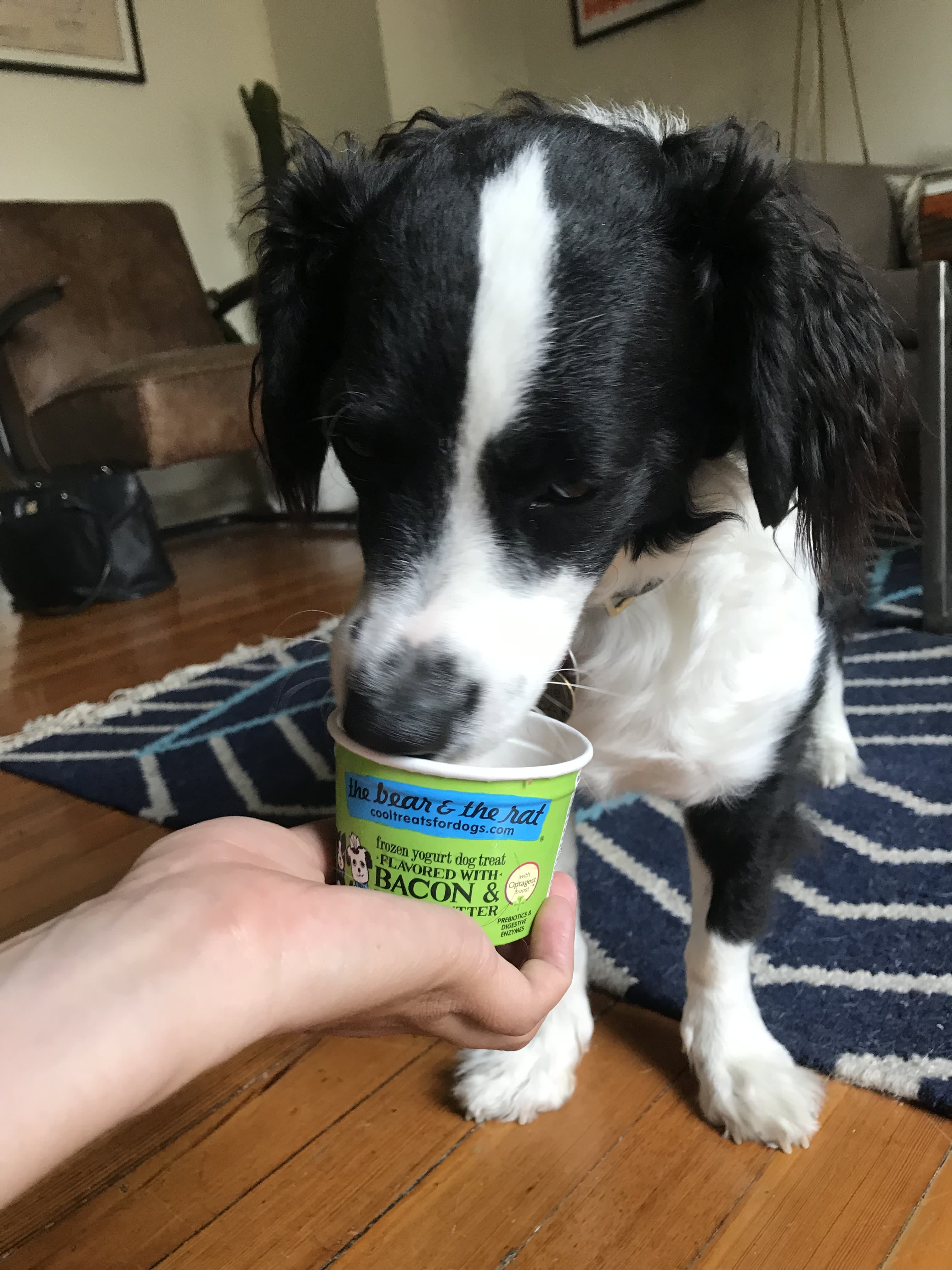 dog ice cream whole foods