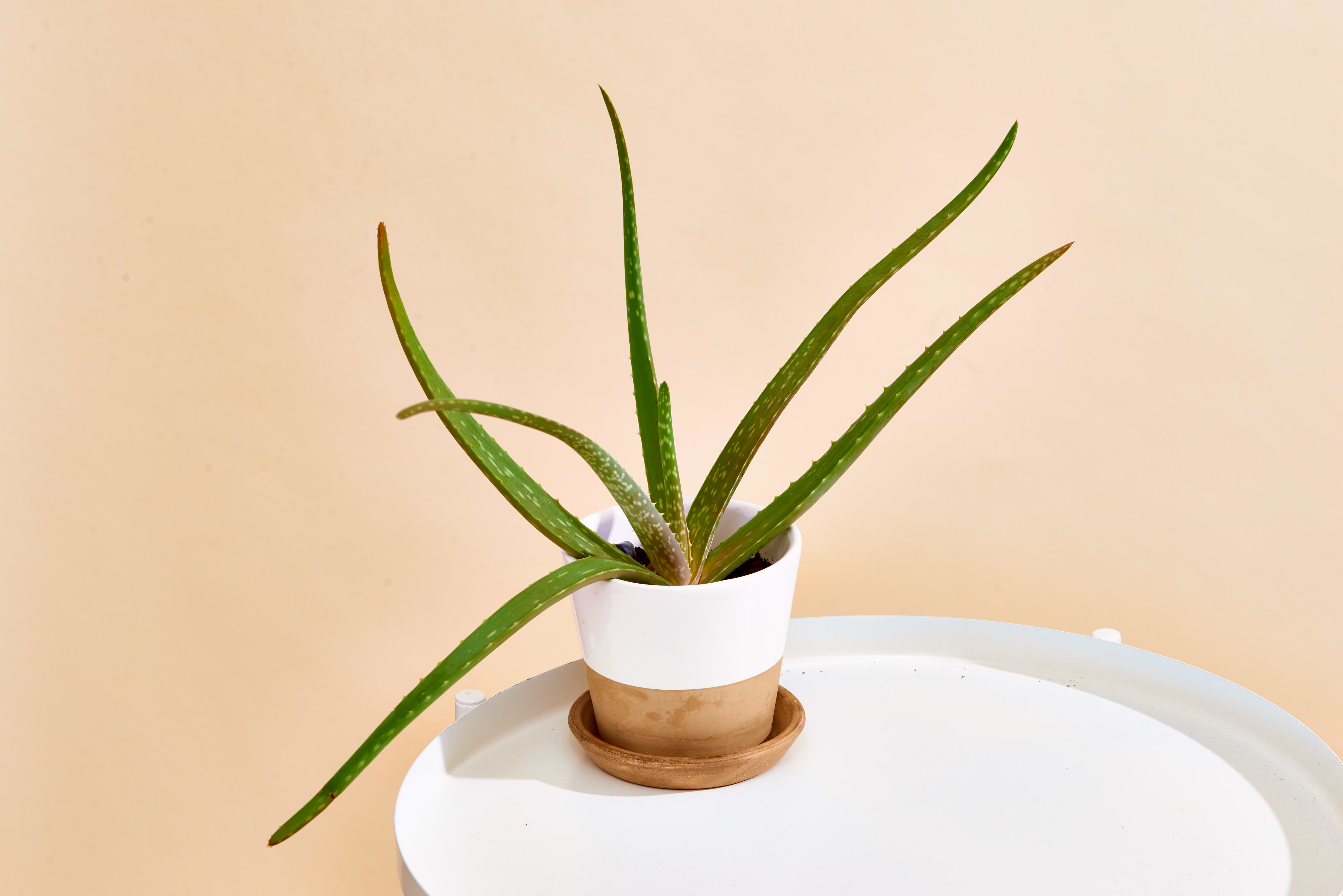 Aloe Plant Care - to & Maintain Aloe Vera | Apartment Therapy