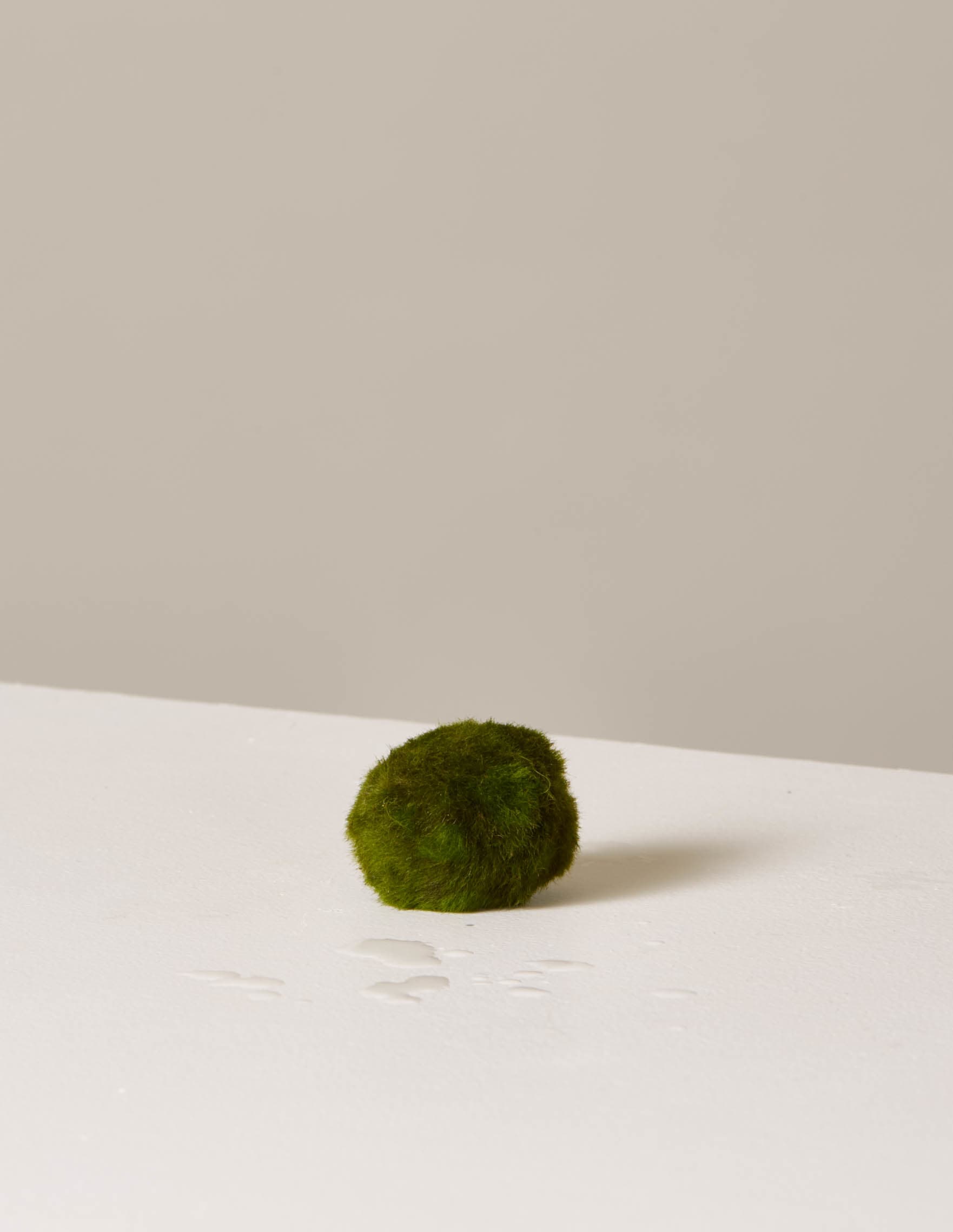 How to Care for a Marimo Moss Ball