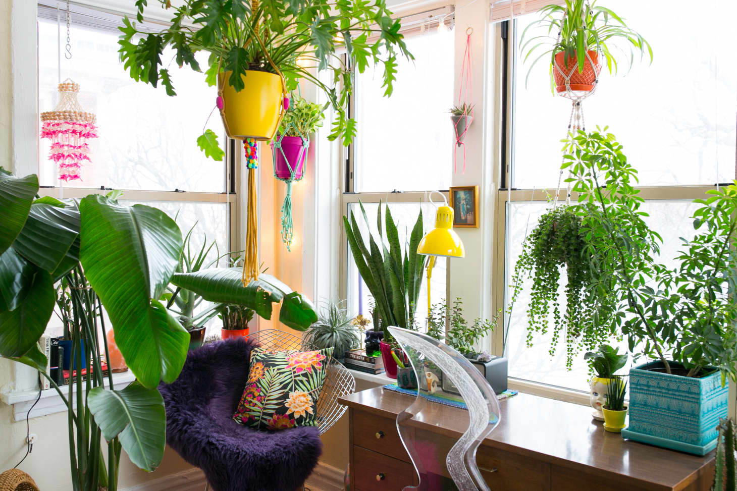 Houseplant Grow Light Guide   Apartment Therapy