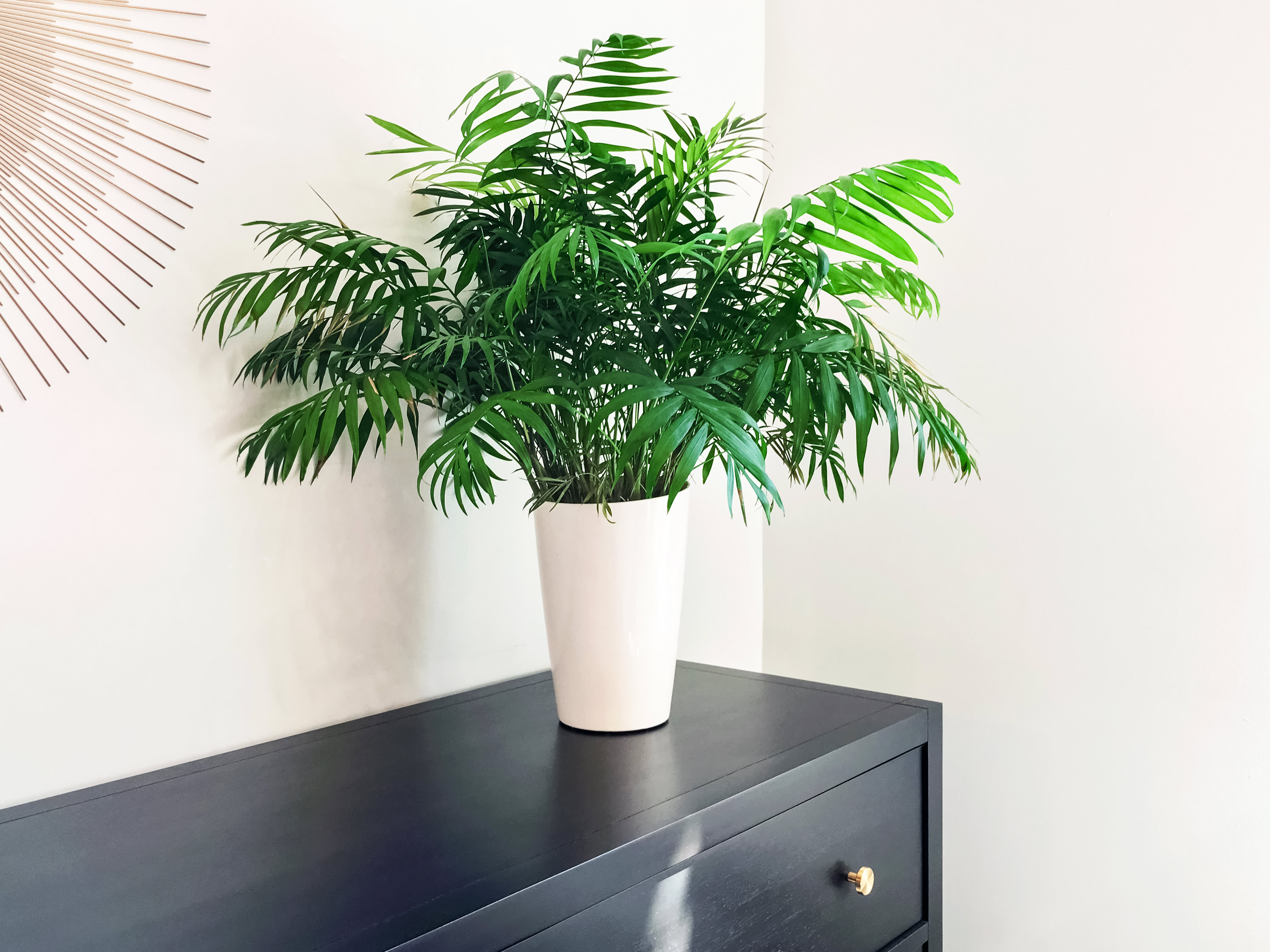 Types Of Indoor Palm Plants Apartment Therapy
