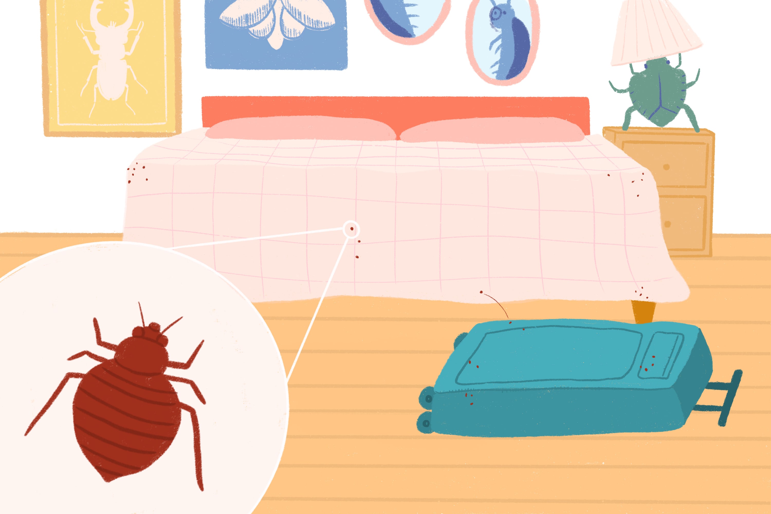 Where Do Bed Bugs Come From A Quick Non Gross Explainer