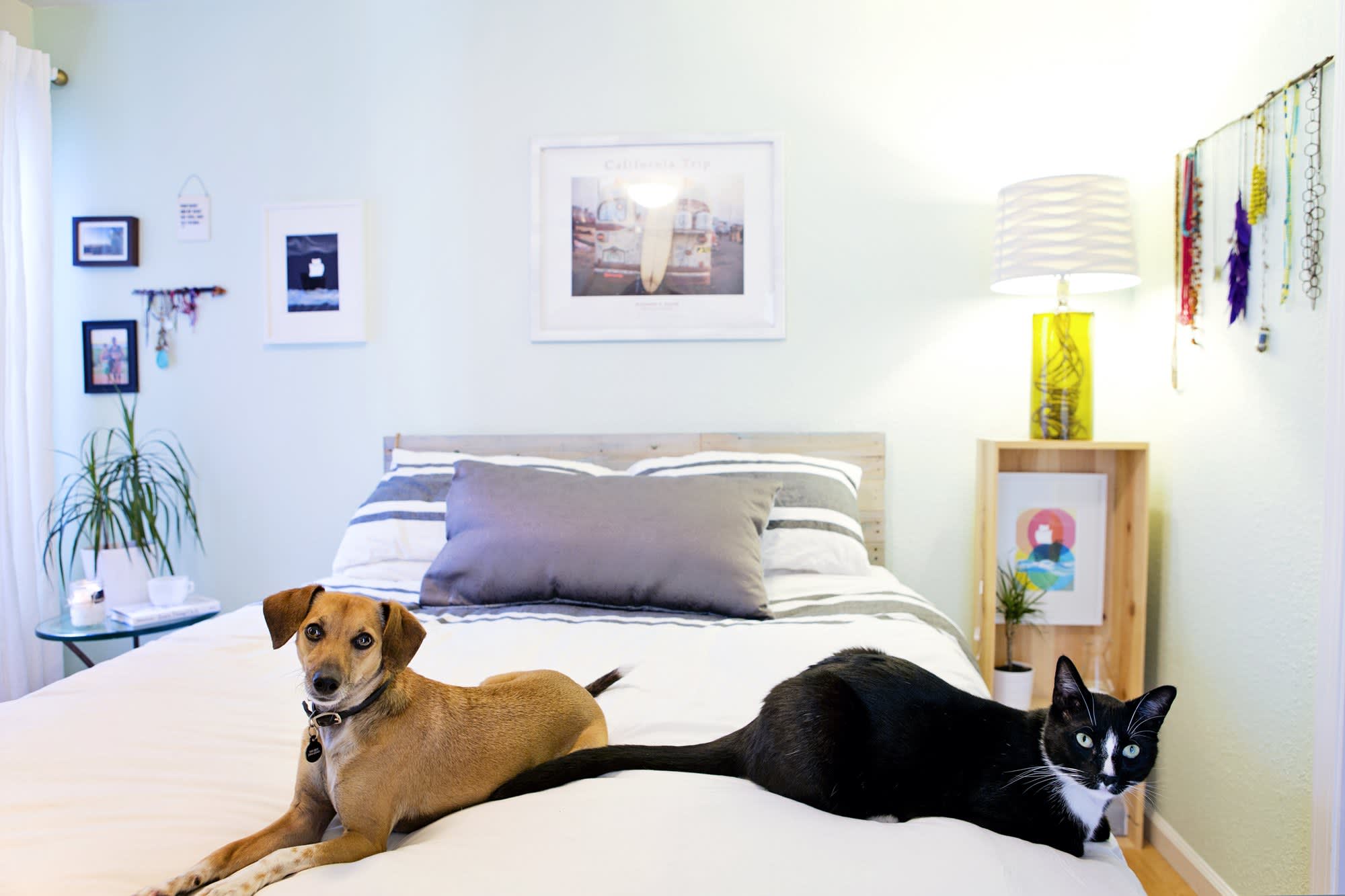 Stylish decor and pets can coexist in your home. Here's how.