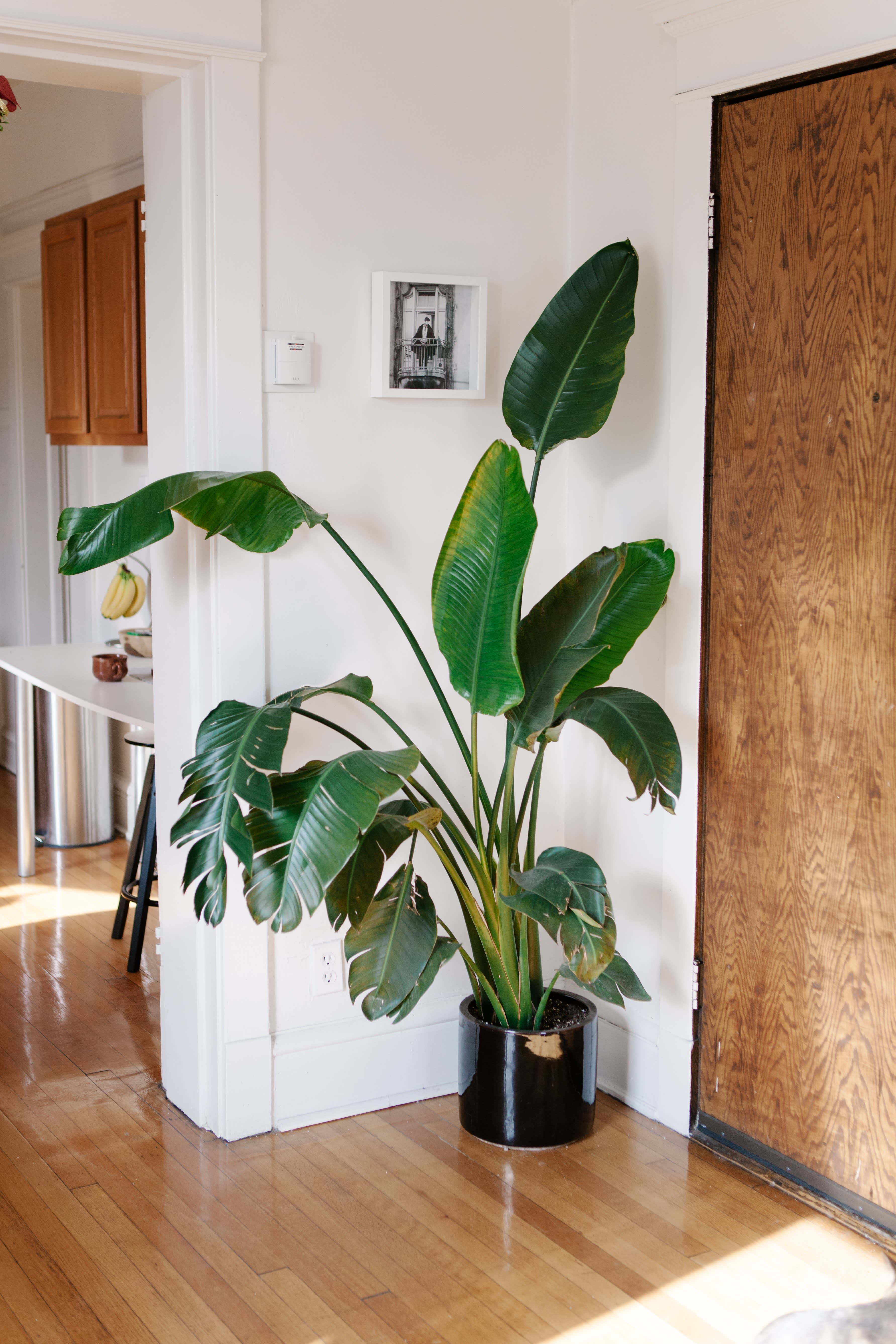 Paradisfuglplantens indendørs væksthastighed