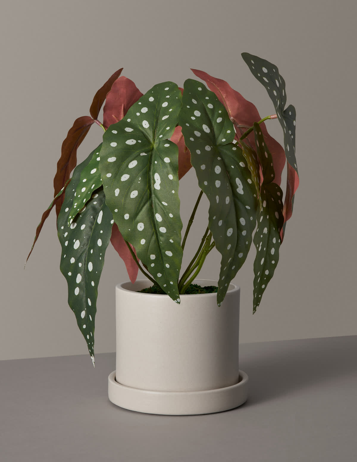 The Sill Launches a Line of Faux Plants | Apartment Therapy