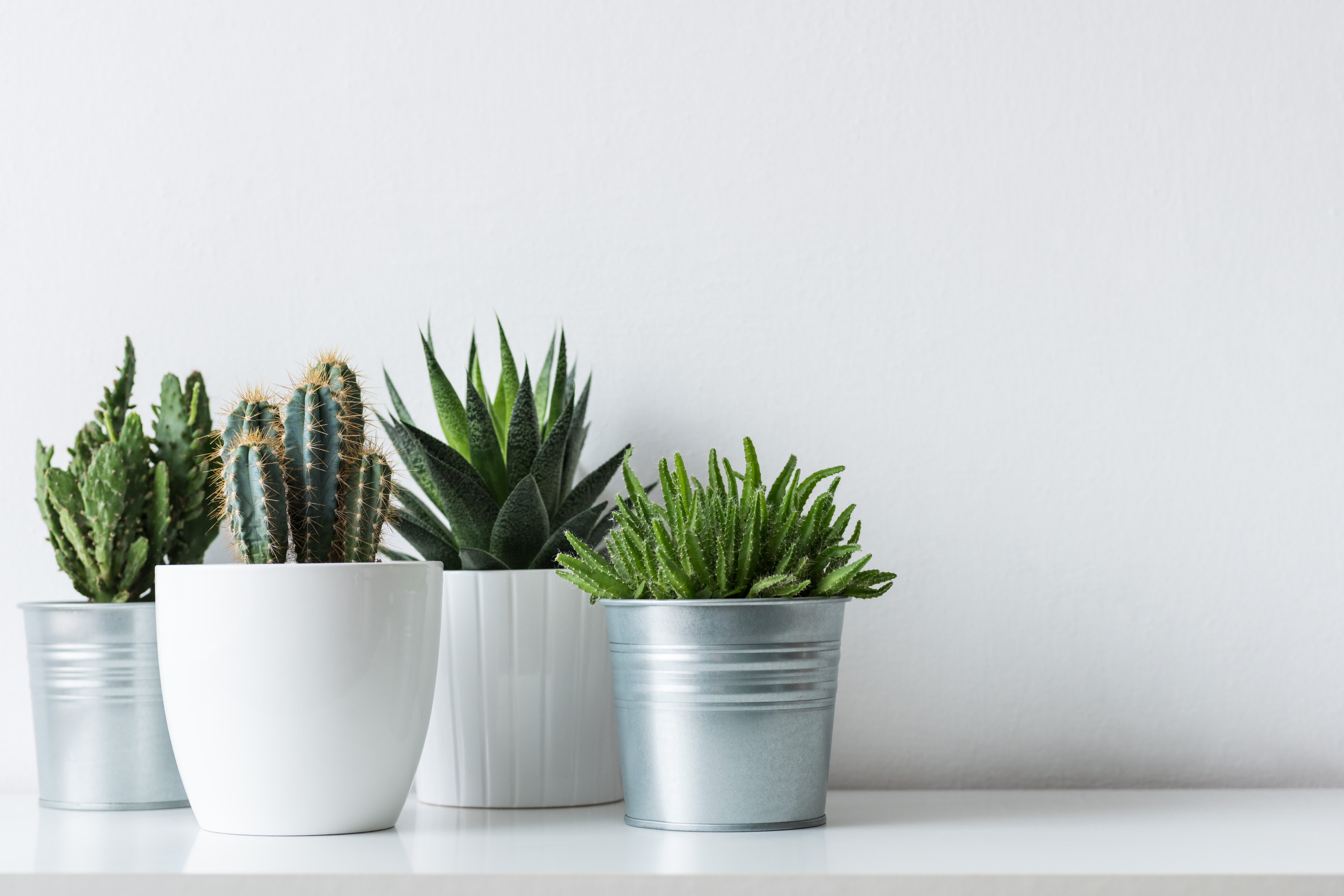 Cactus & Flower pot measuring spoon set – BlazingGadgets