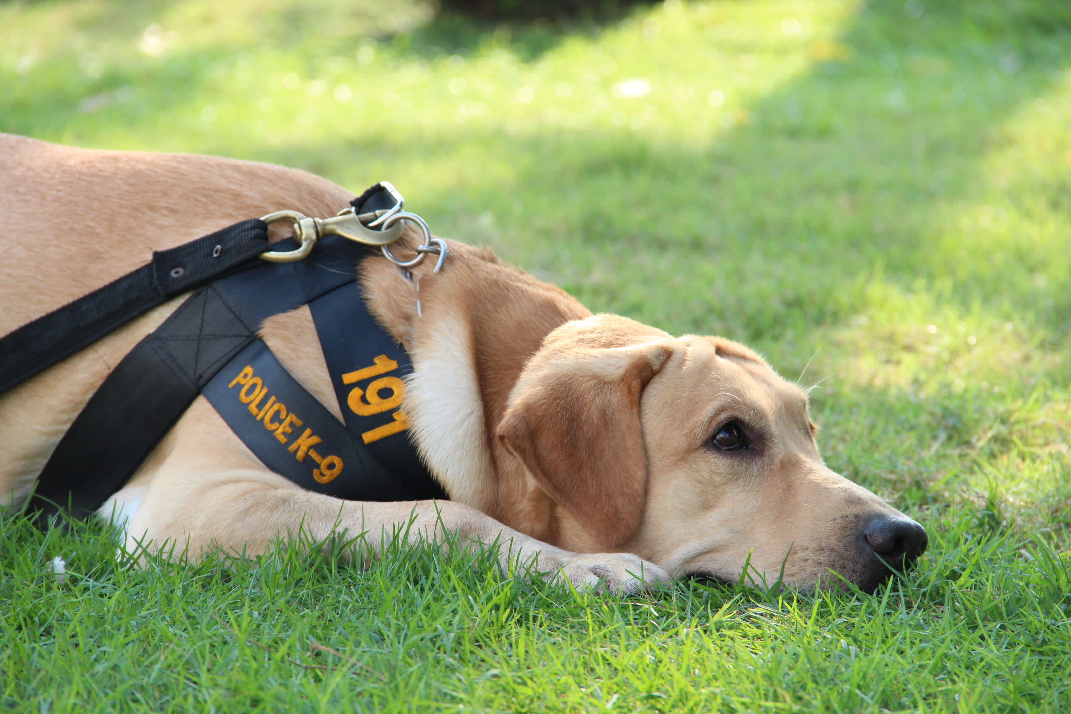 can a civilian adopt a retired police dog