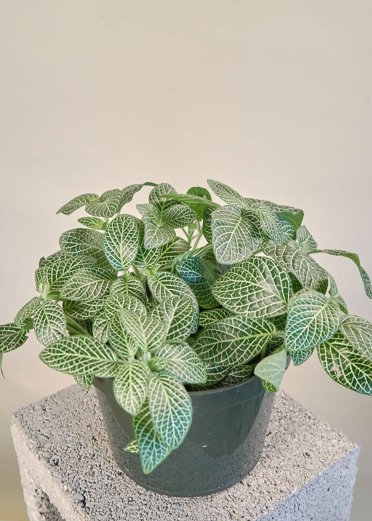 Fittonia Plant Care How To Grow Maintain Nerve Plants Apartment Therapy