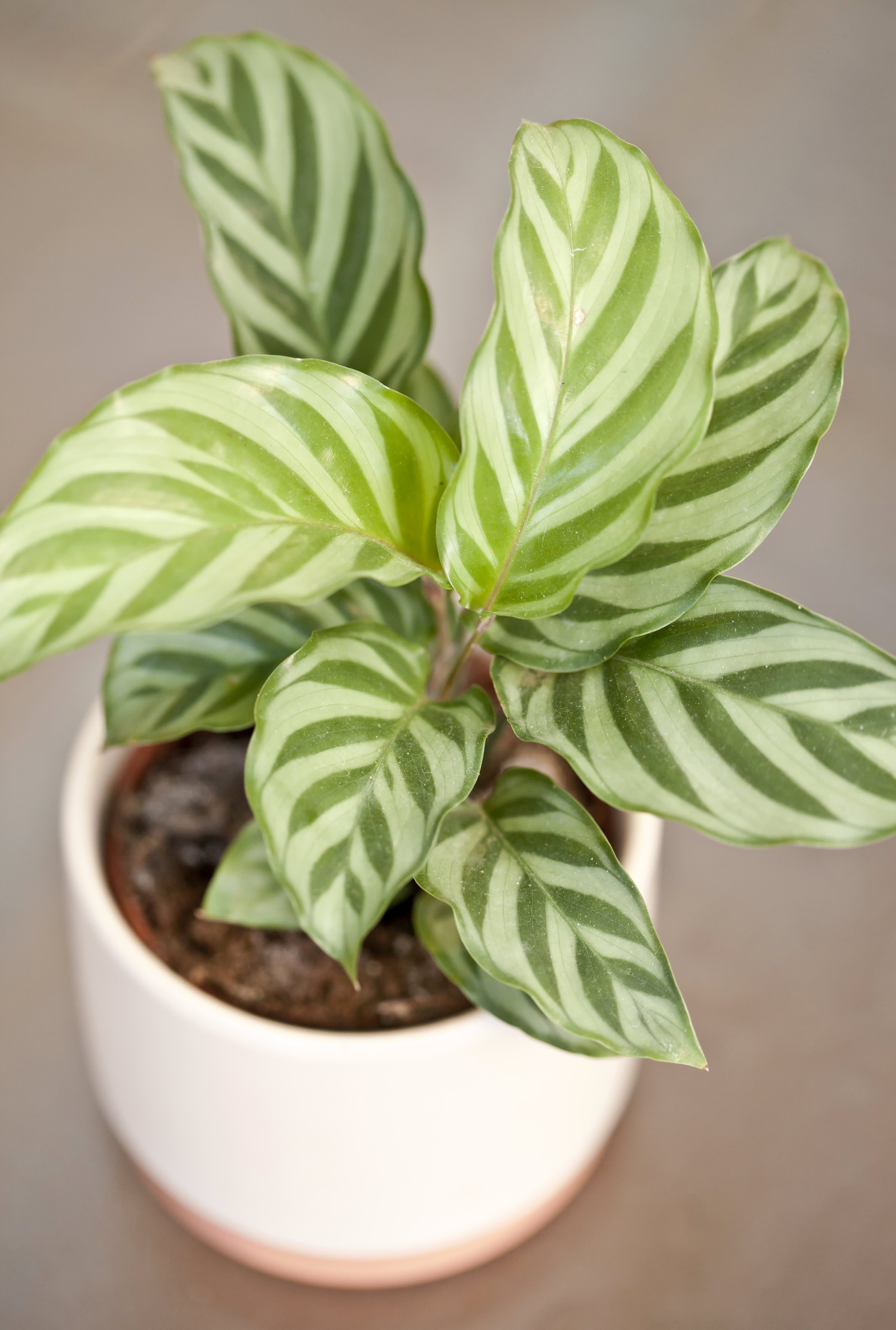 10 Best Bathroom Plants Houseplants For Warm Humid Spaces Apartment Therapy