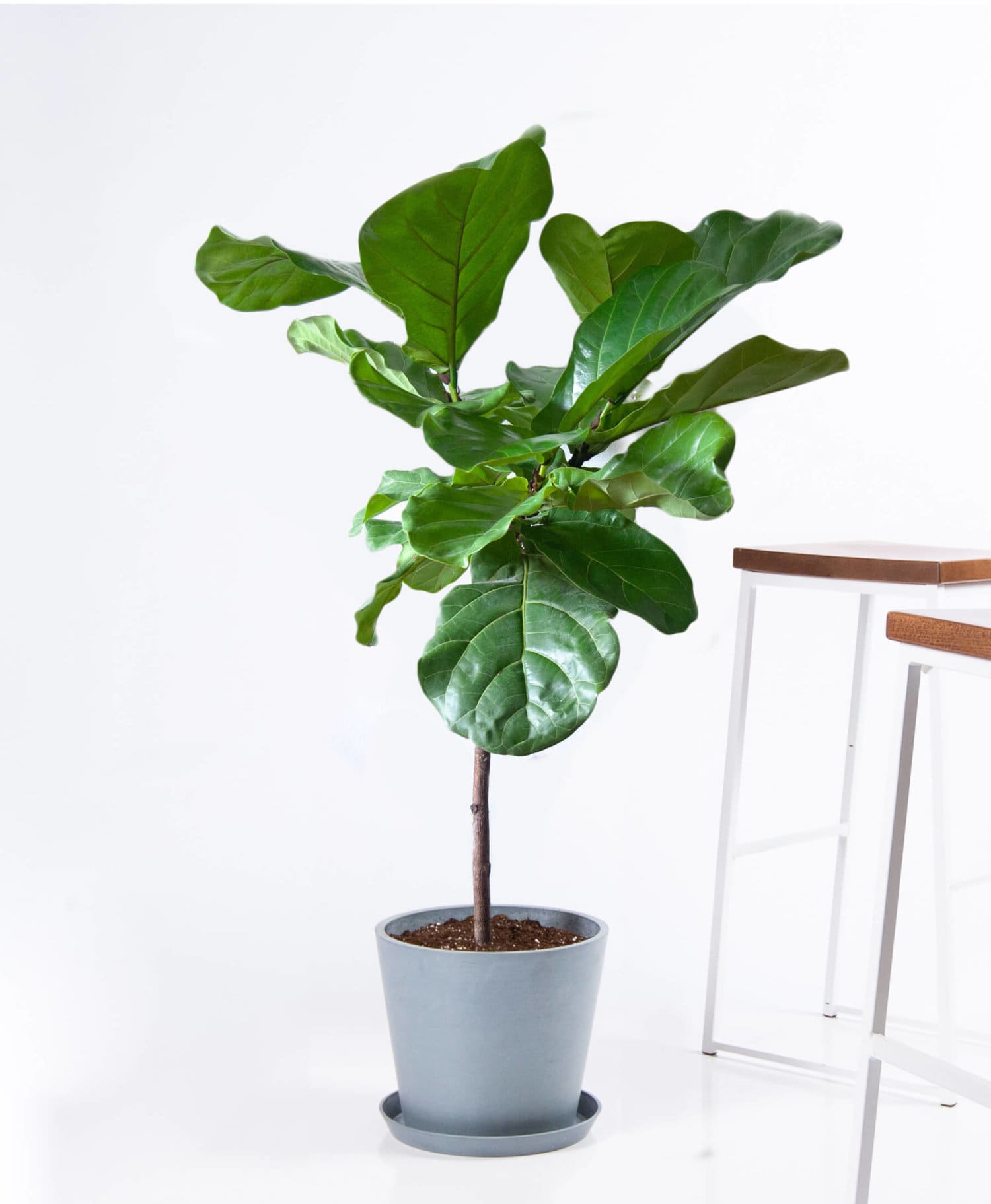 Big Leaf Houseplants to Plant Indoors   Apartment Therapy