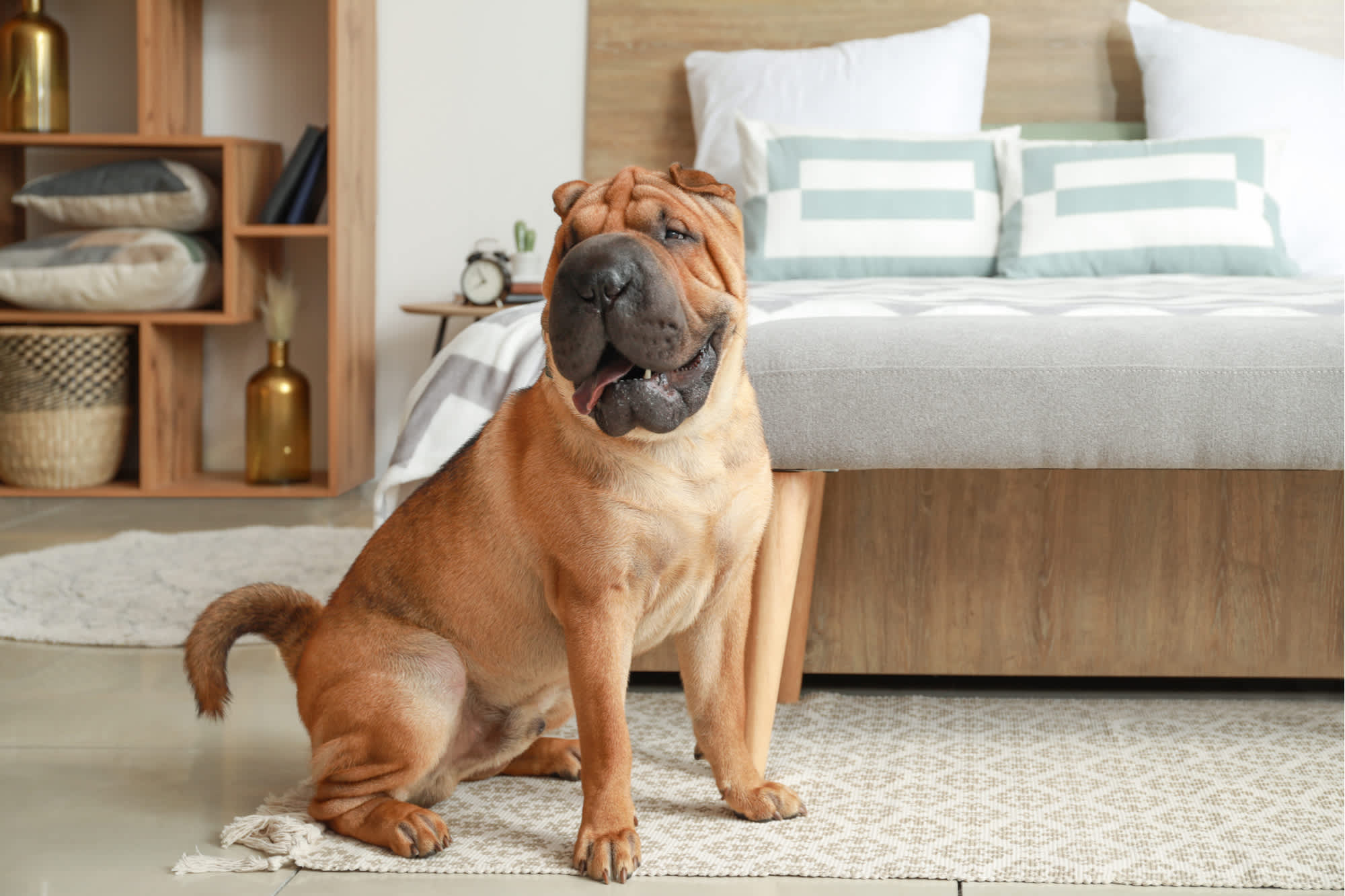 big dogs suitable for apartments