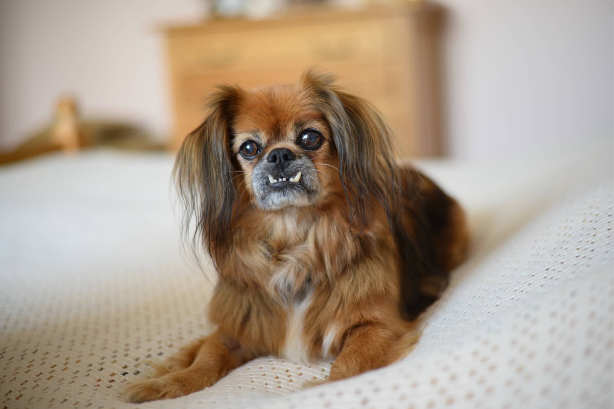 best small dog breeds for apartments