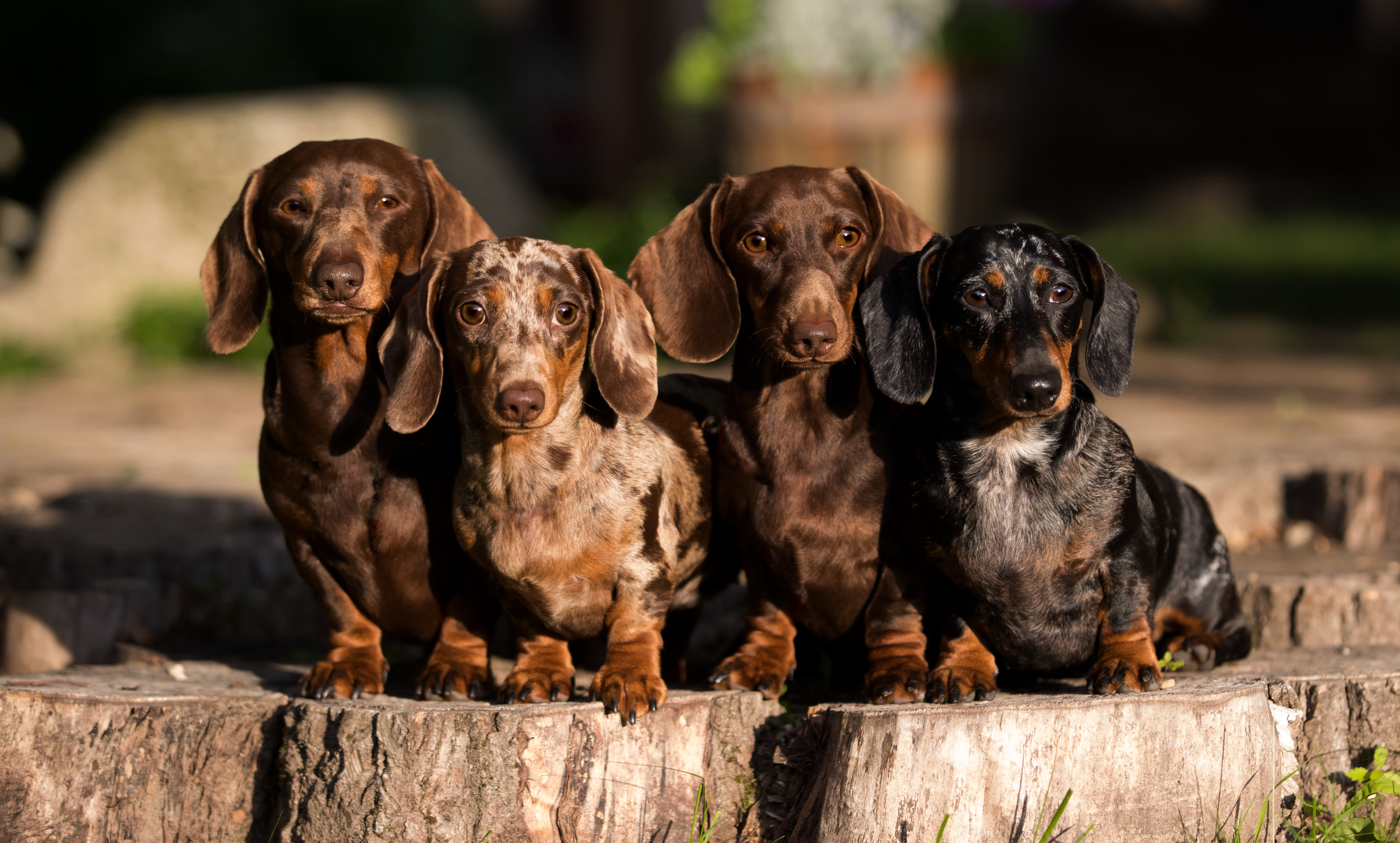 what are dachshunds good for