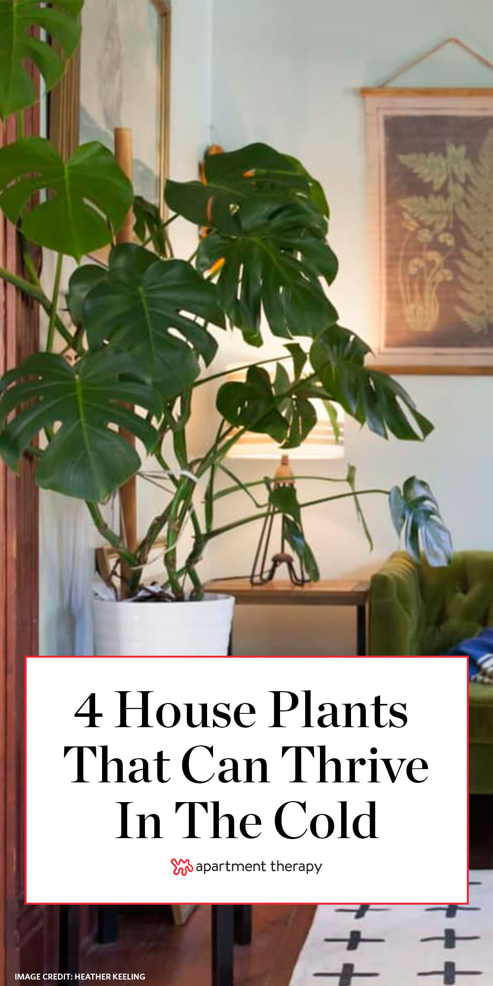 Cold tolerant indoor plants
