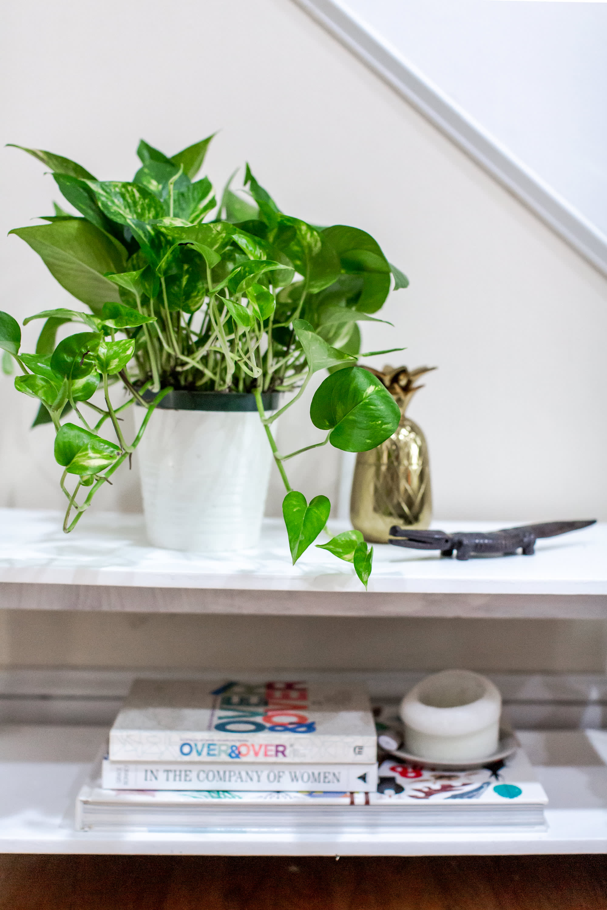 Plants and Pets: Our 10 Favorite Pet-Safe Indoor Plants – Pistils