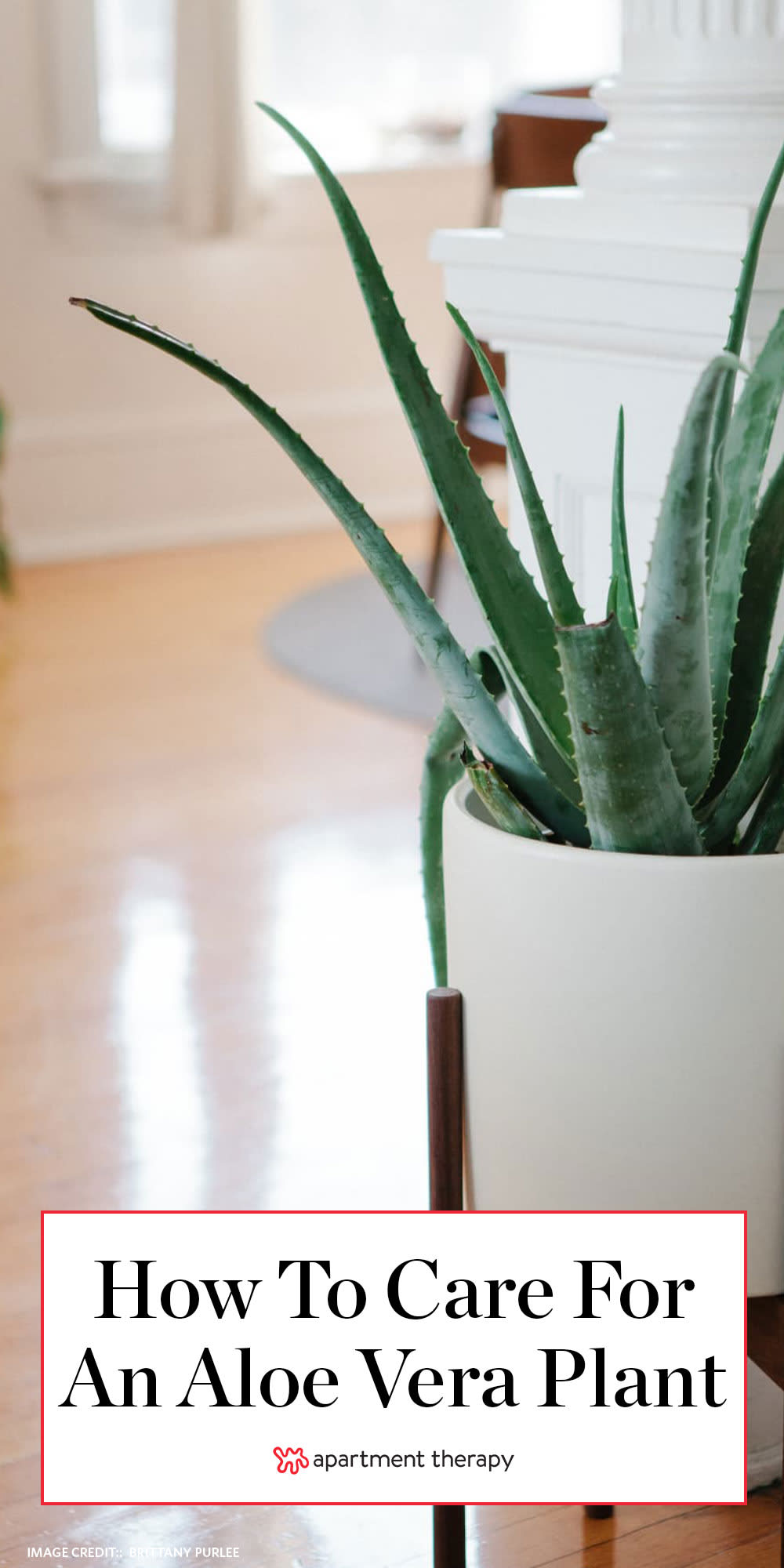 Aloe Vera Plants Best Tips For Growing Care Apartment Therapy