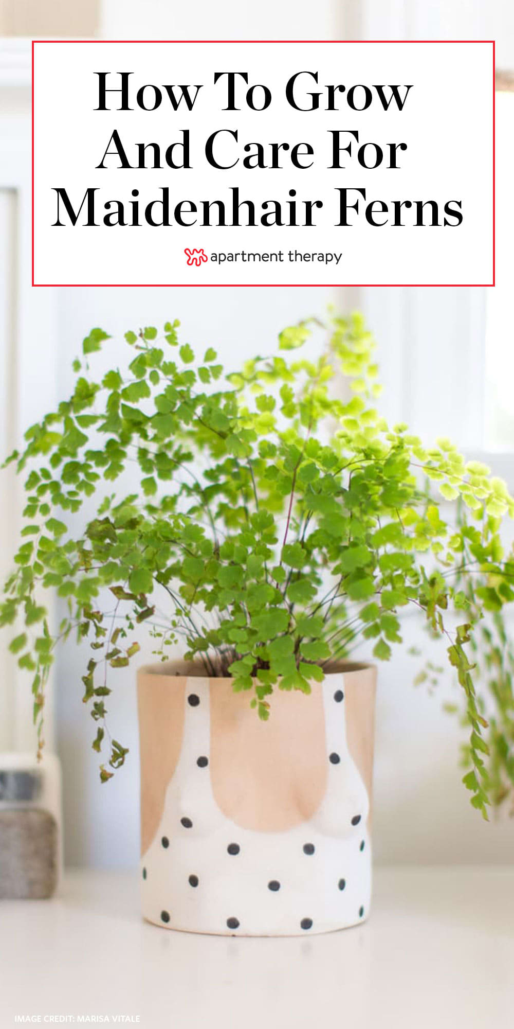 Maidenhair Fern Care How To Grow Maintain Maidenhair Fern Plants Apartment Therapy