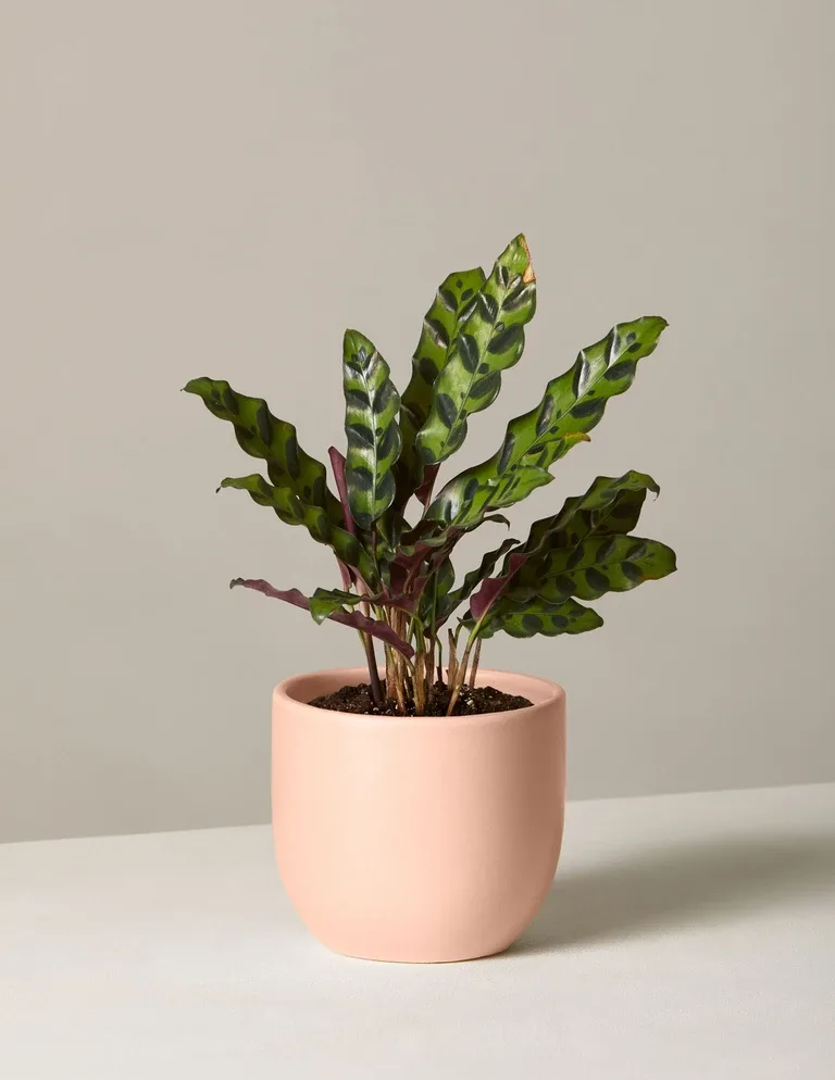 Prayer Plant in White Pot - The Bouqs Co.