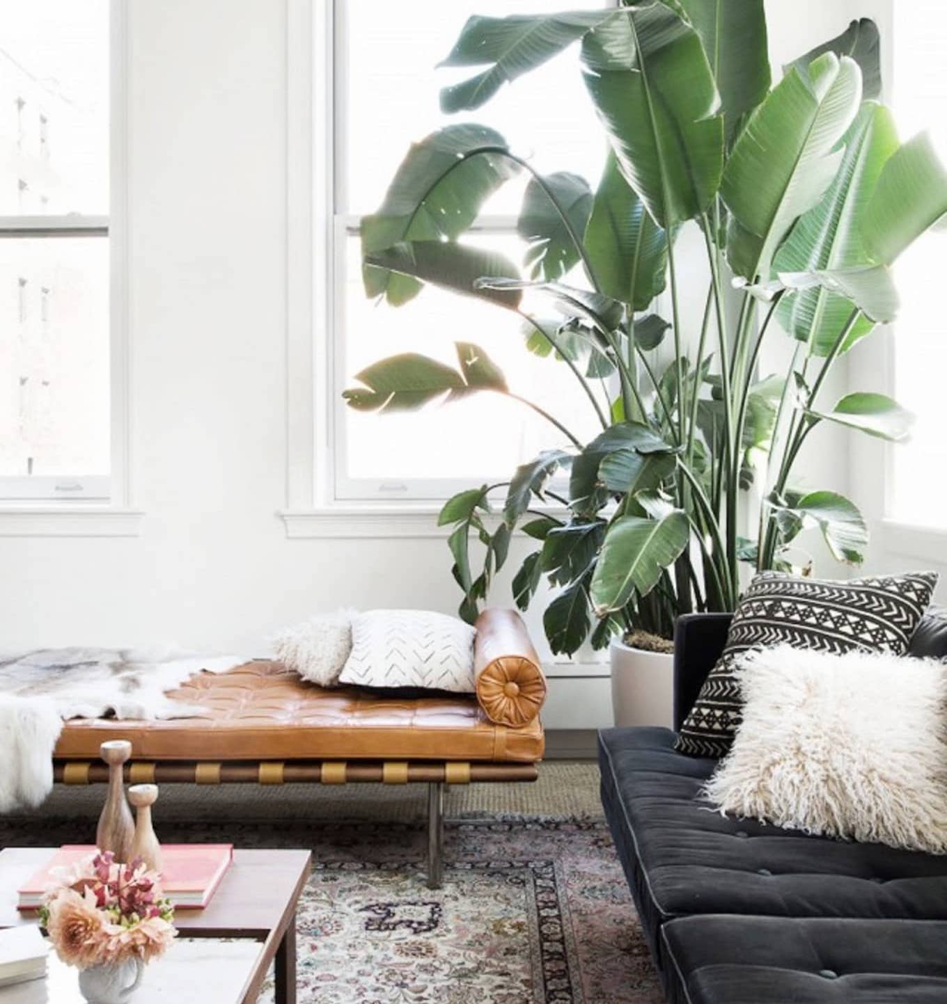 indoor plants living room