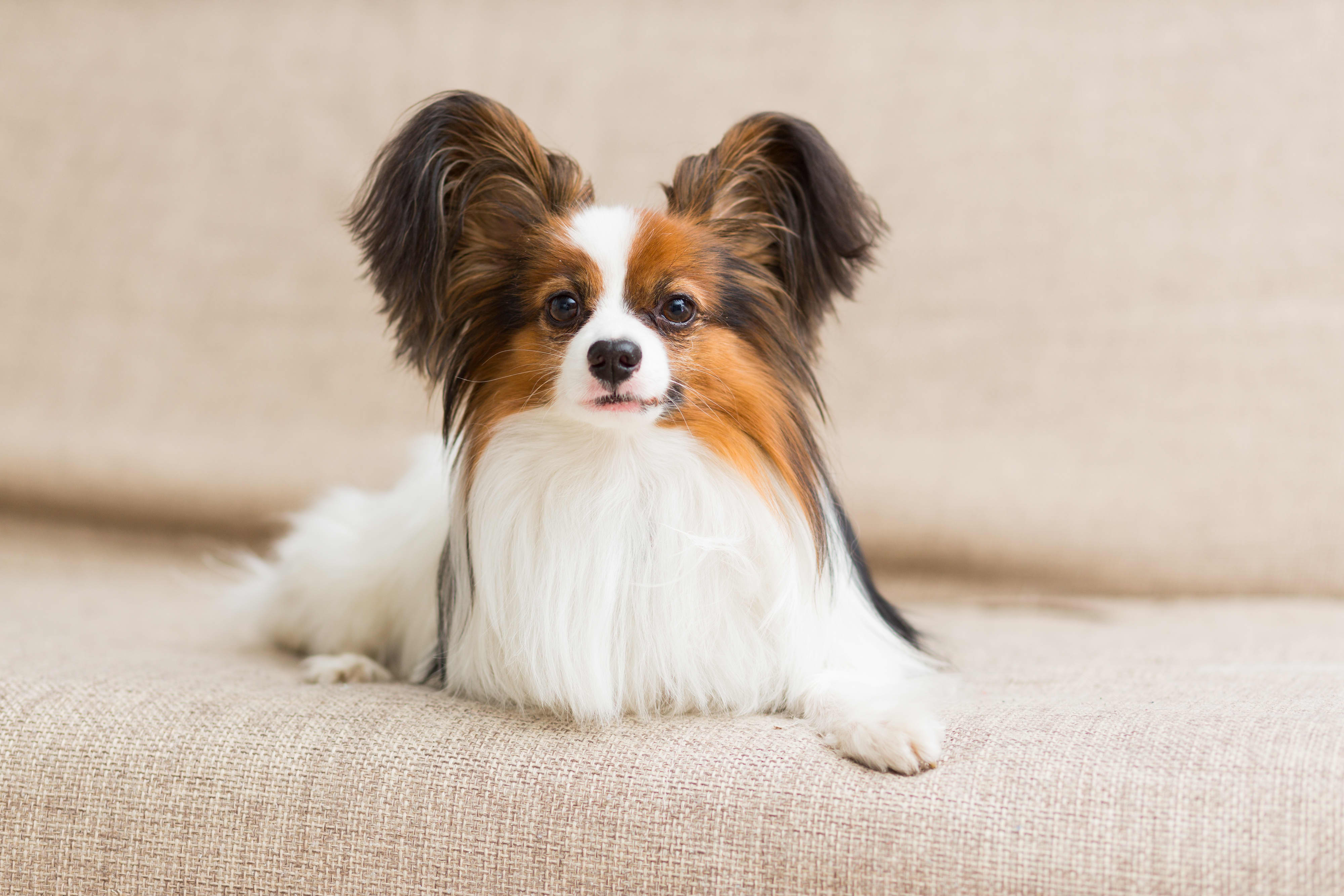 what is the best small breed dog for a family