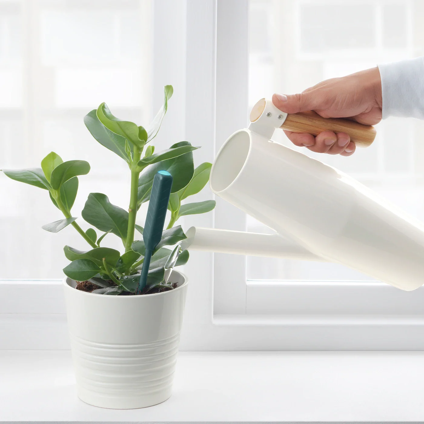 Ikea lanza un sensor de humedad digital de 4 euros para saber cuando regar  las plantas