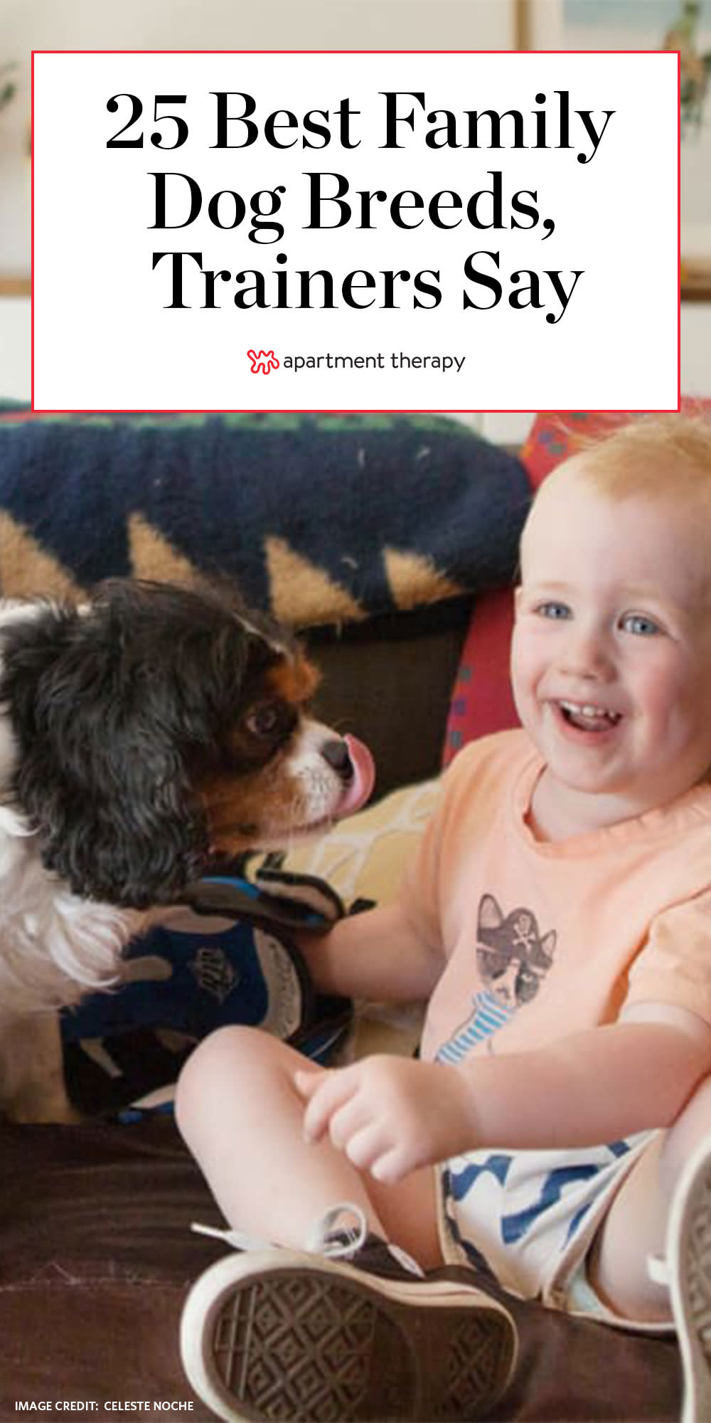 family companion dogs