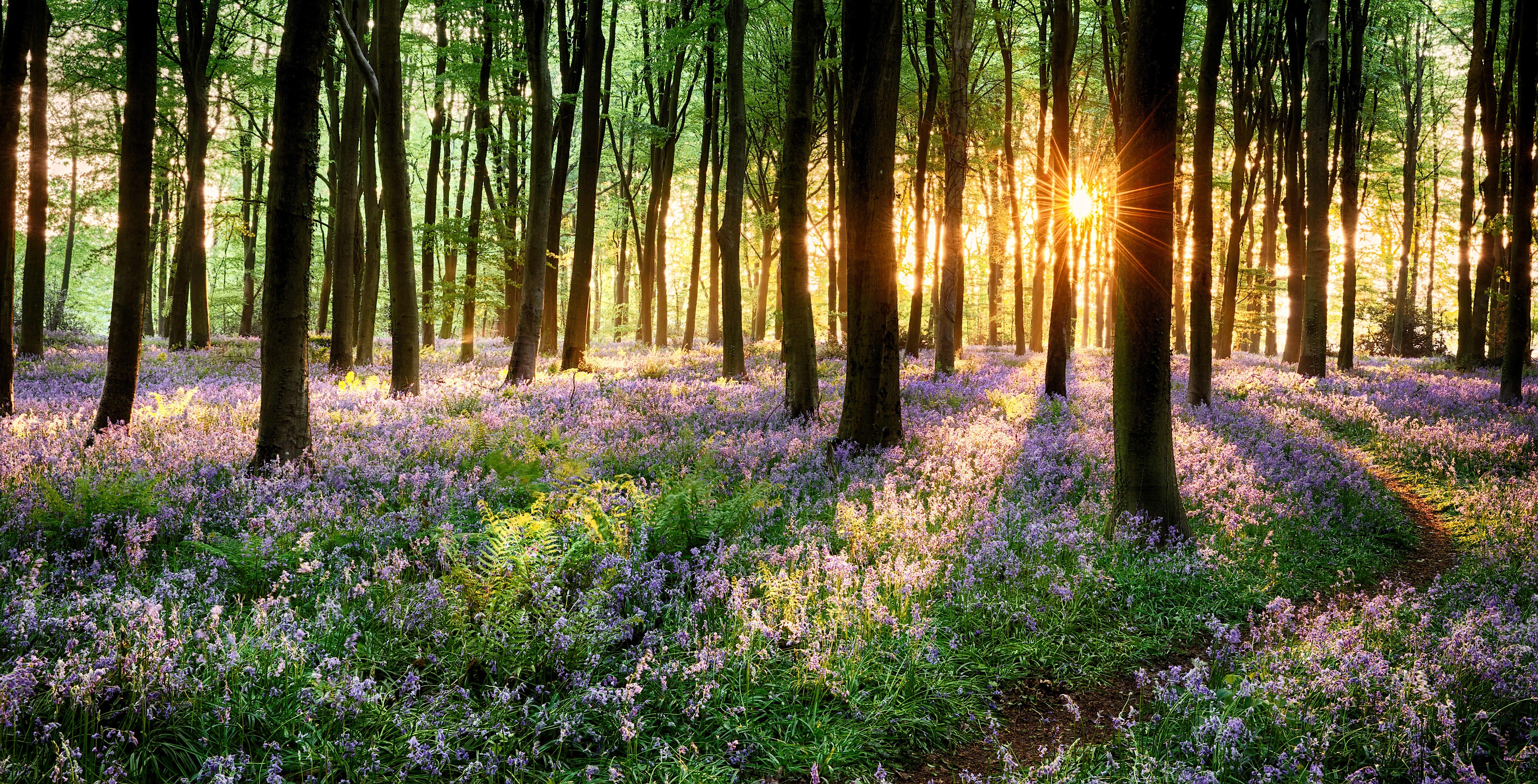 Facts about bluebells, Nature