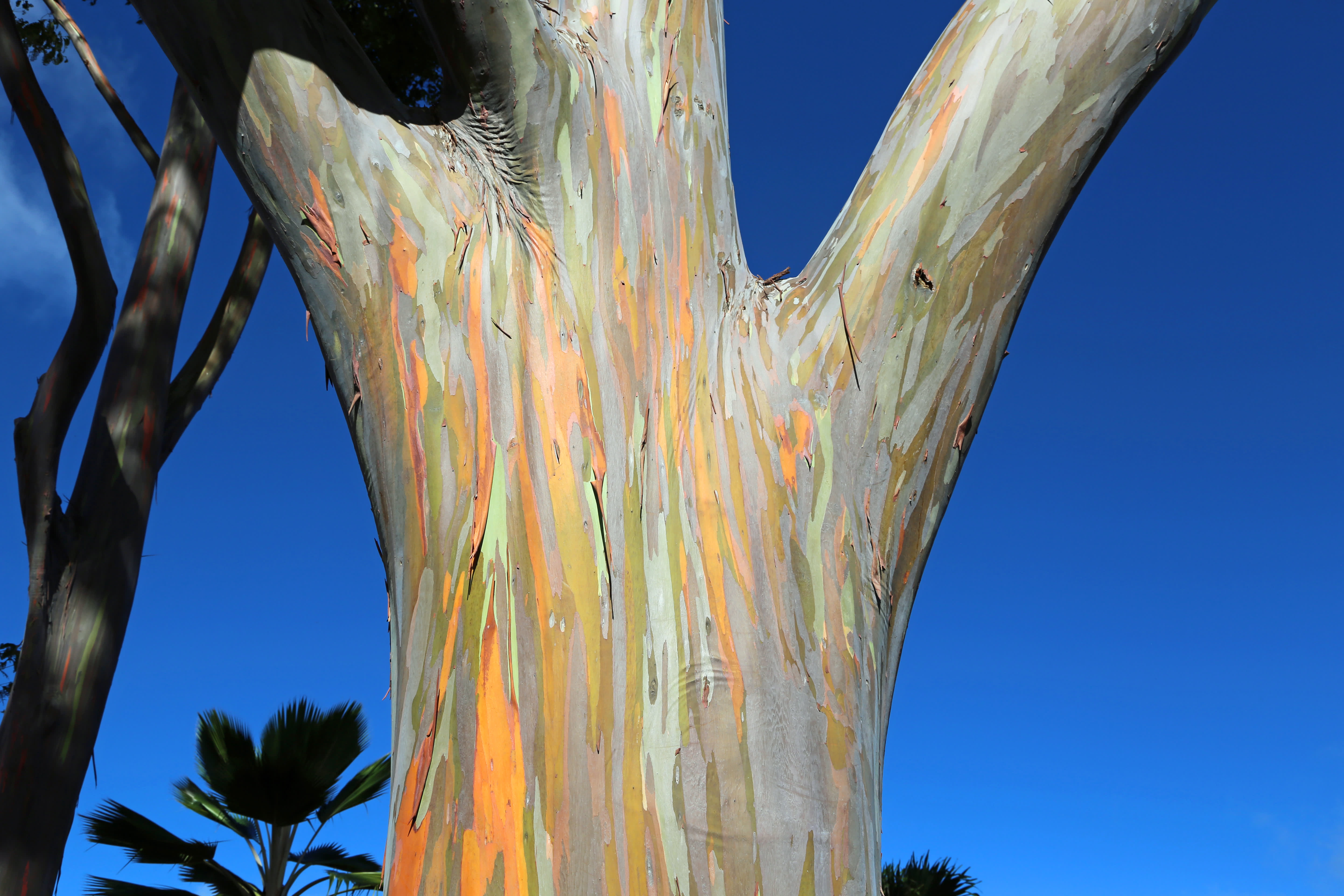 How to Grow and Care for a Rainbow Eucalyptus Tree