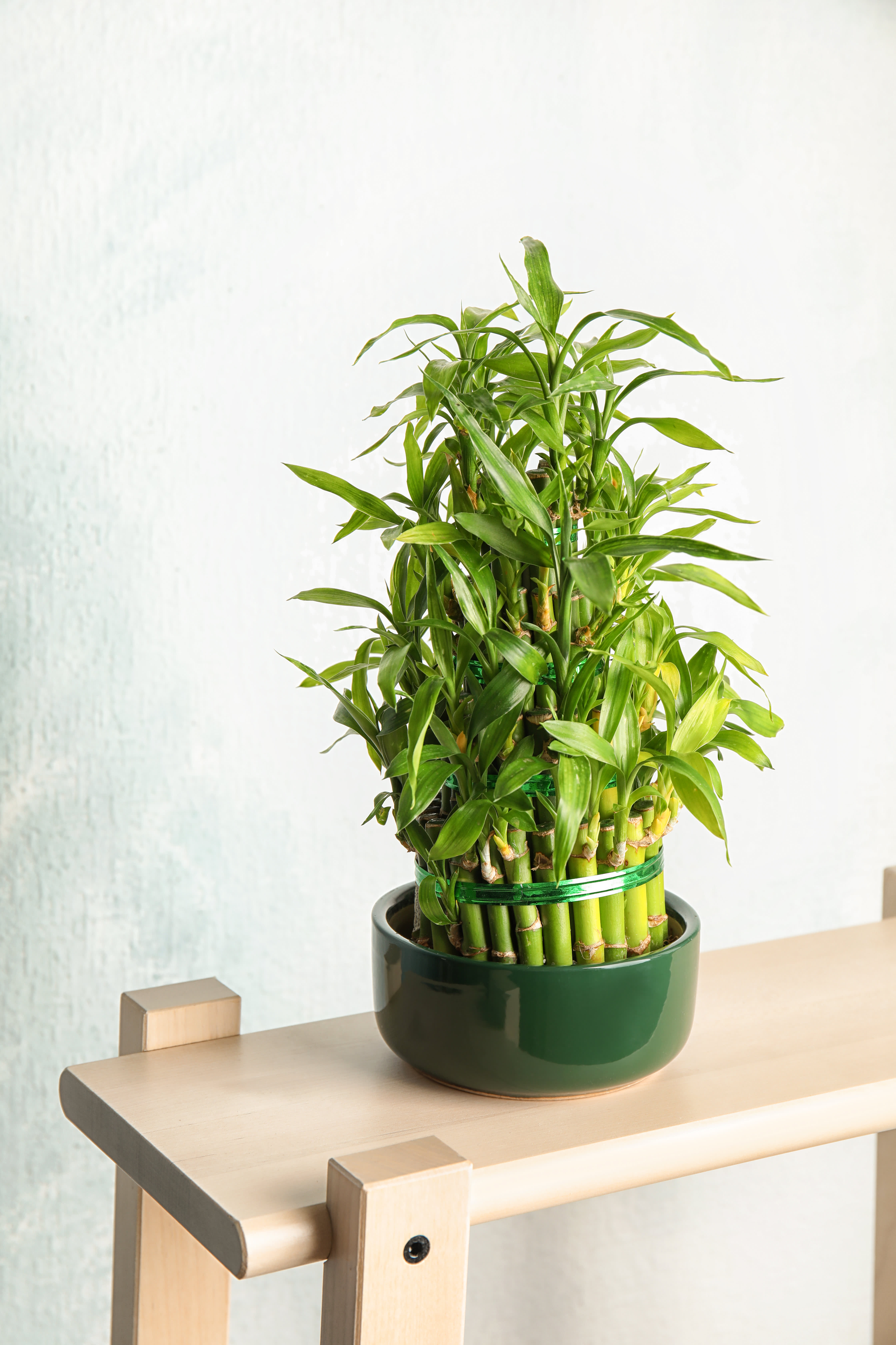 Properties and care of bamboo