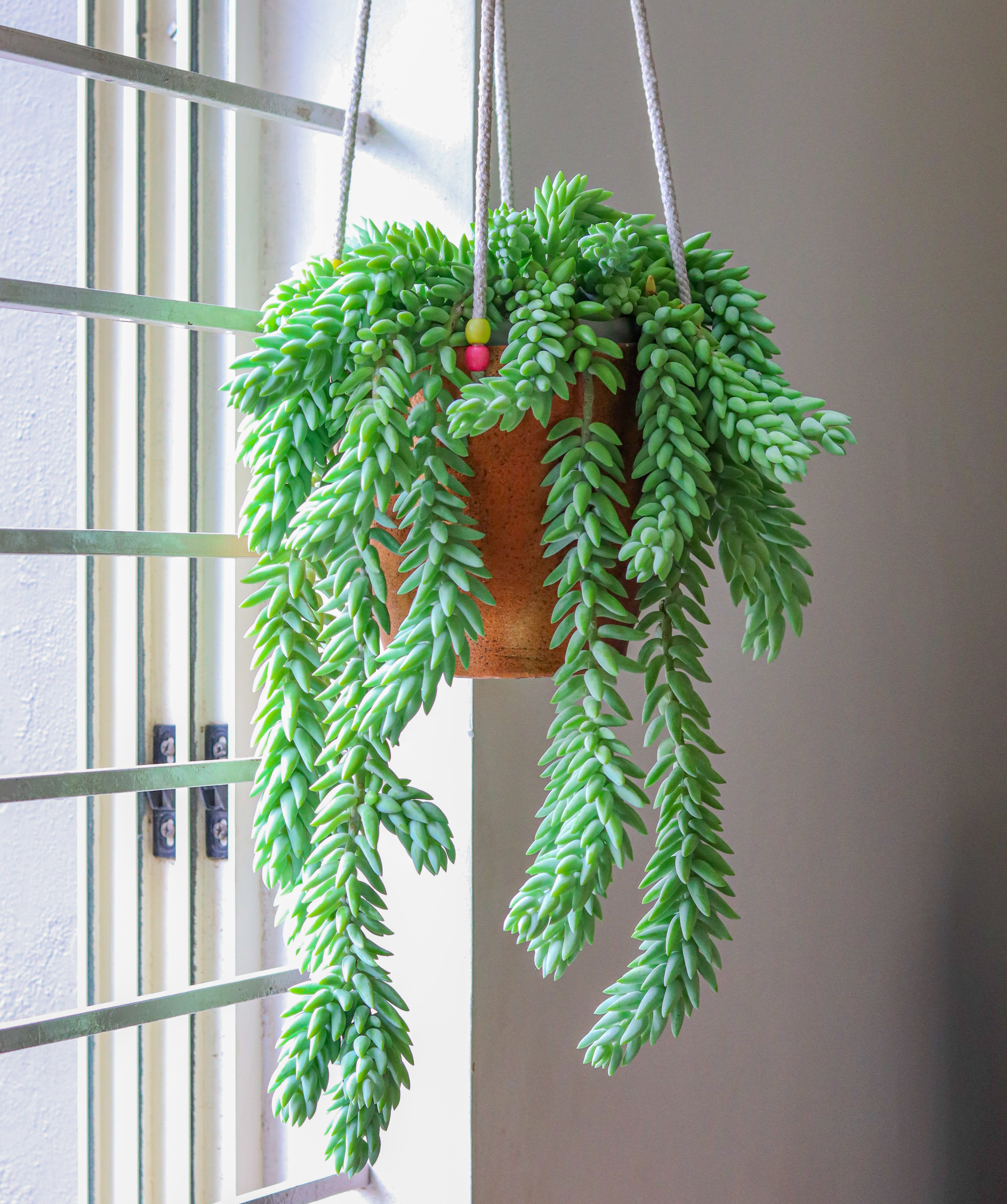 How Do You Take Care of a Burro Tail Plant 