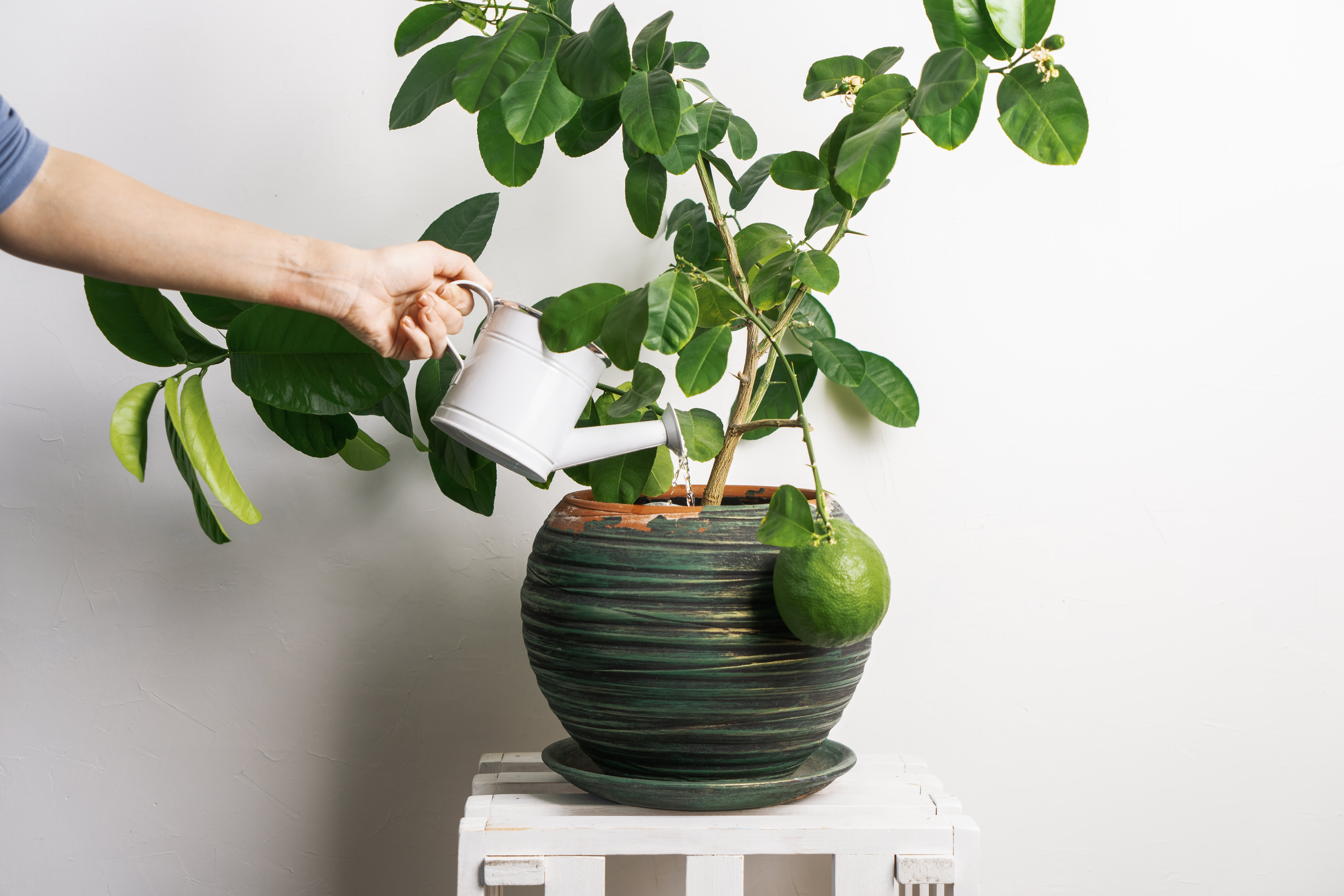 How to Grow Lemon Trees Indoors   Apartment Therapy