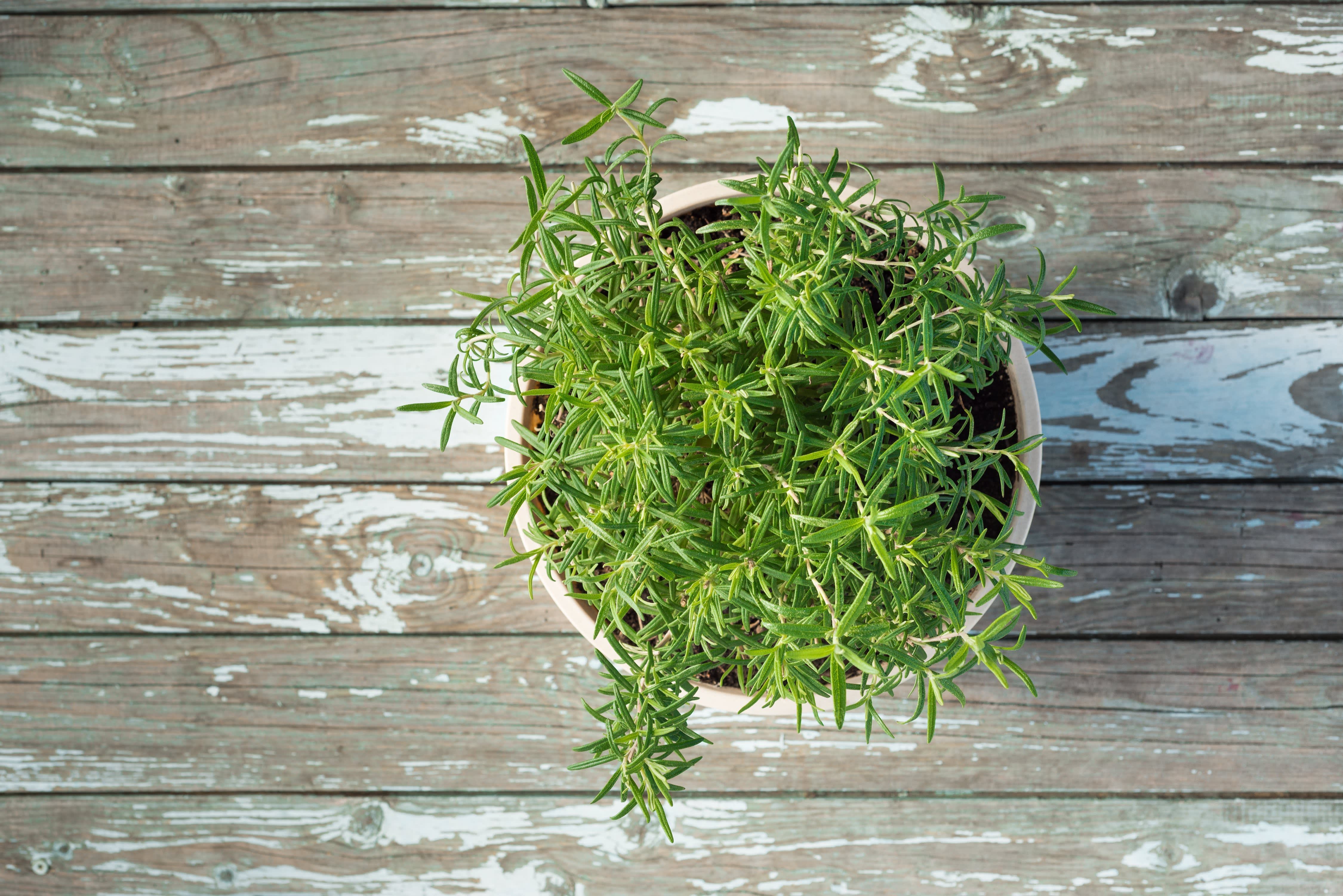 Rosemary Plant Care - How to Grow Rosemary Indoors