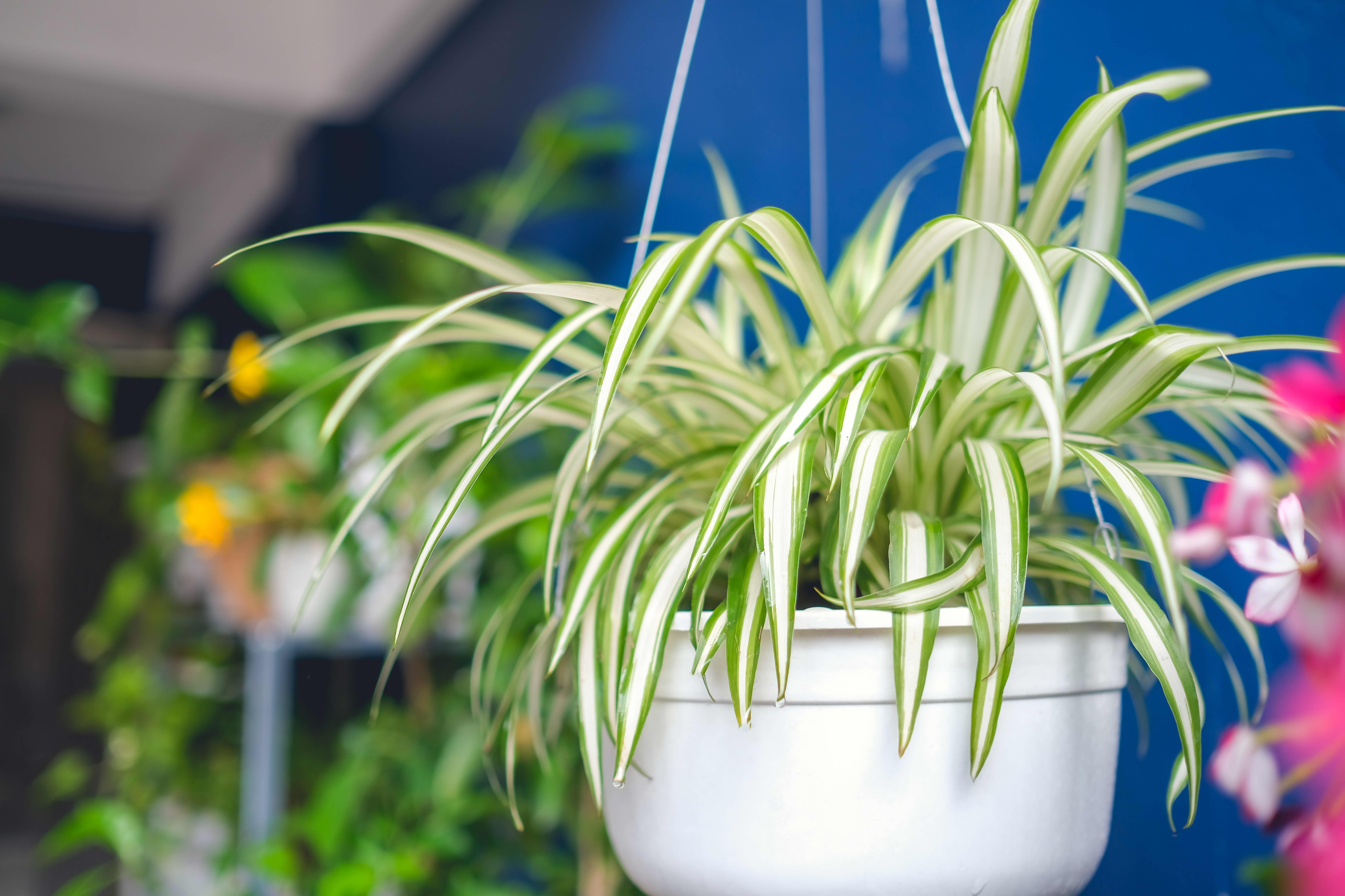well rooted!! 3 Live Spider Plants/airplane plants