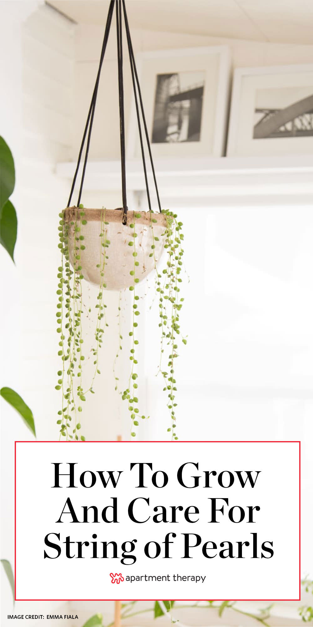 Wow! This Plant String of Pearls Will Take Your Home Decor to the Next  Level!#homedecor 