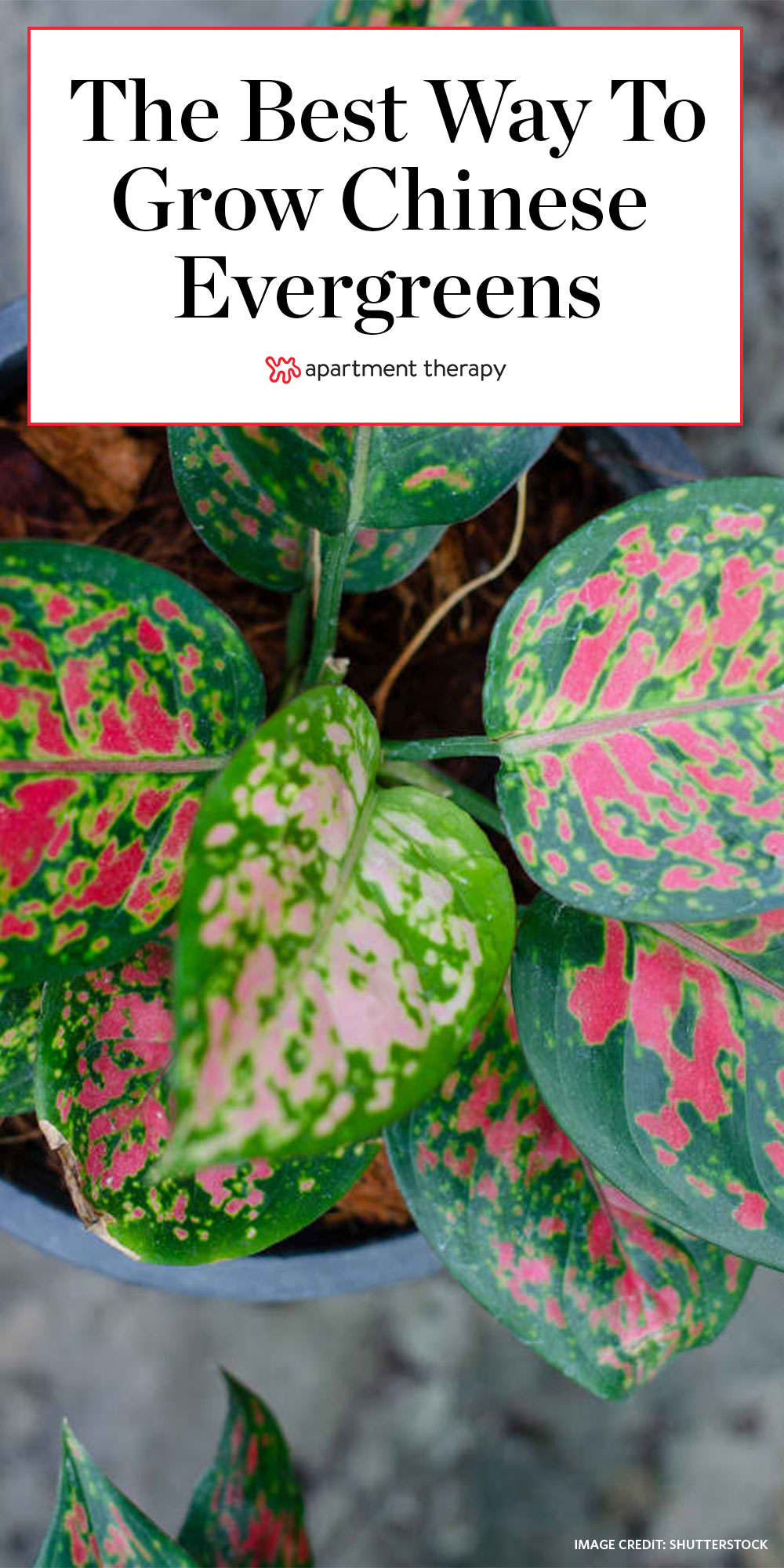 chinese evergreen aspca