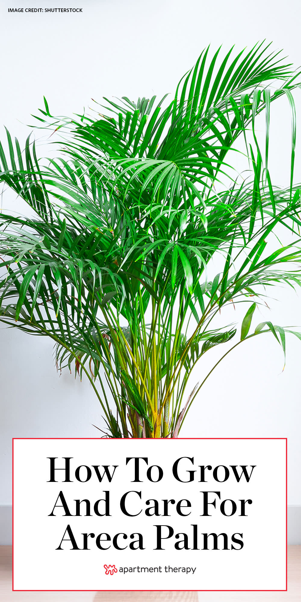 Areca Palms Care - How to Grow Areca Palm Plants | Apartment Therapy