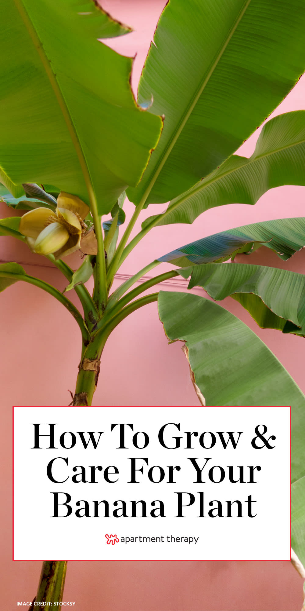 Banana plant care & growing guide