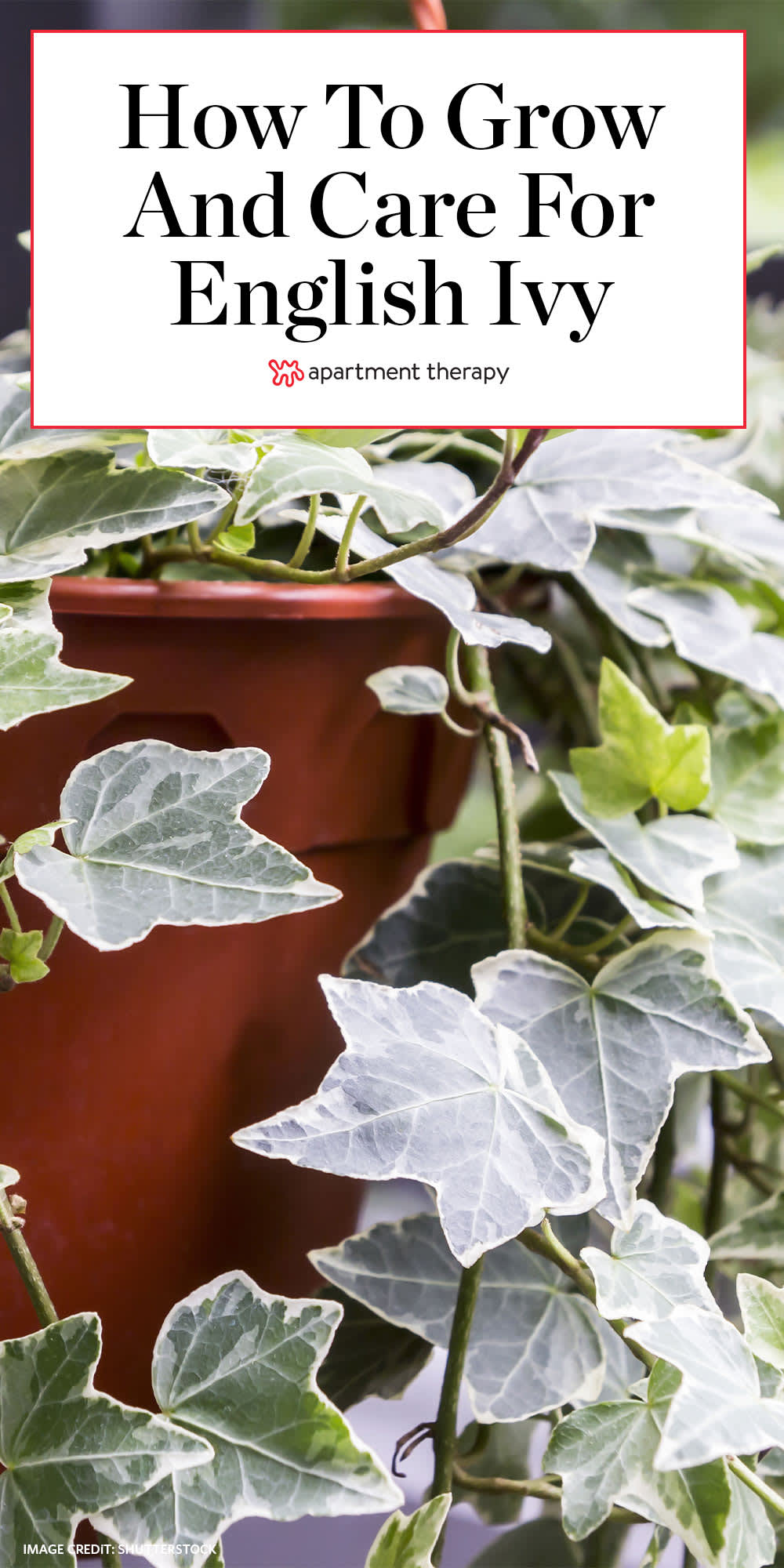 How to Care for Ivy Outdoors? 