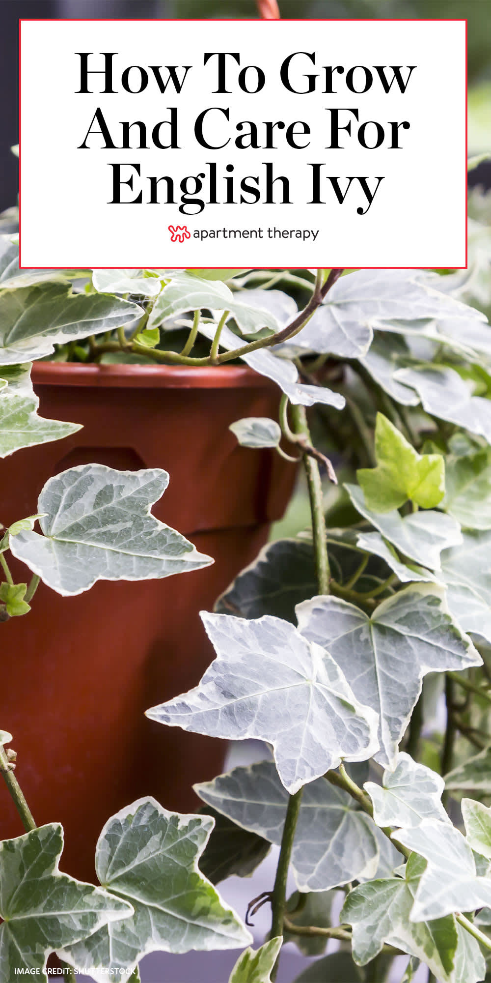 How To Grow And Care For English Ivy