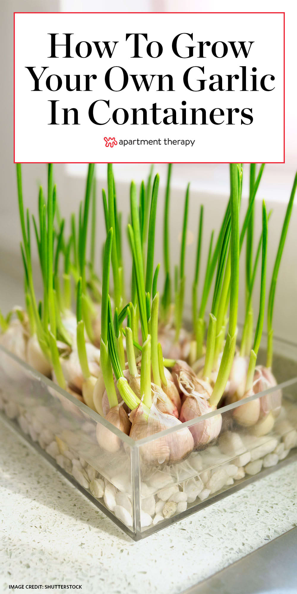 how to grow hydroponic garlic in pots or container | apartment therapy