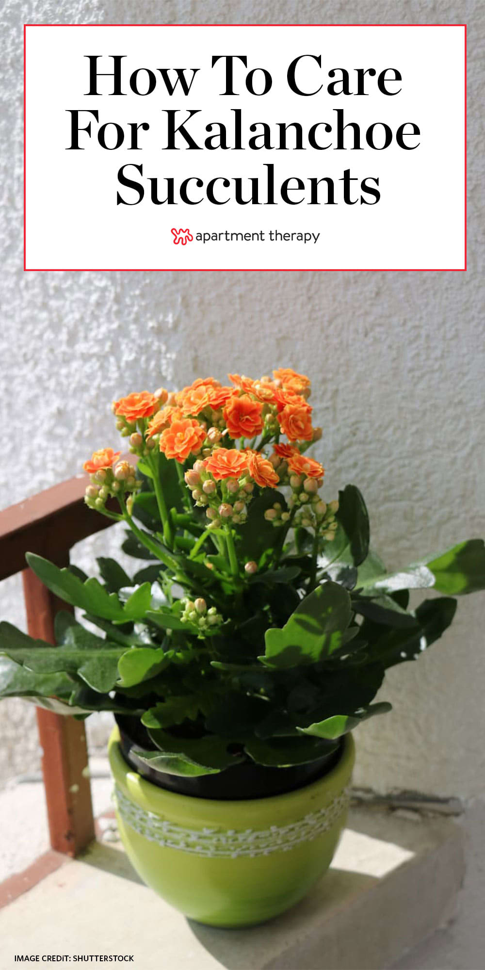 Kalanchoe flower plant care