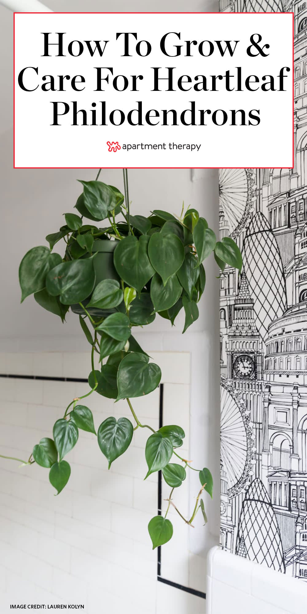 heartleaf philodendron plant care | apartment therapy