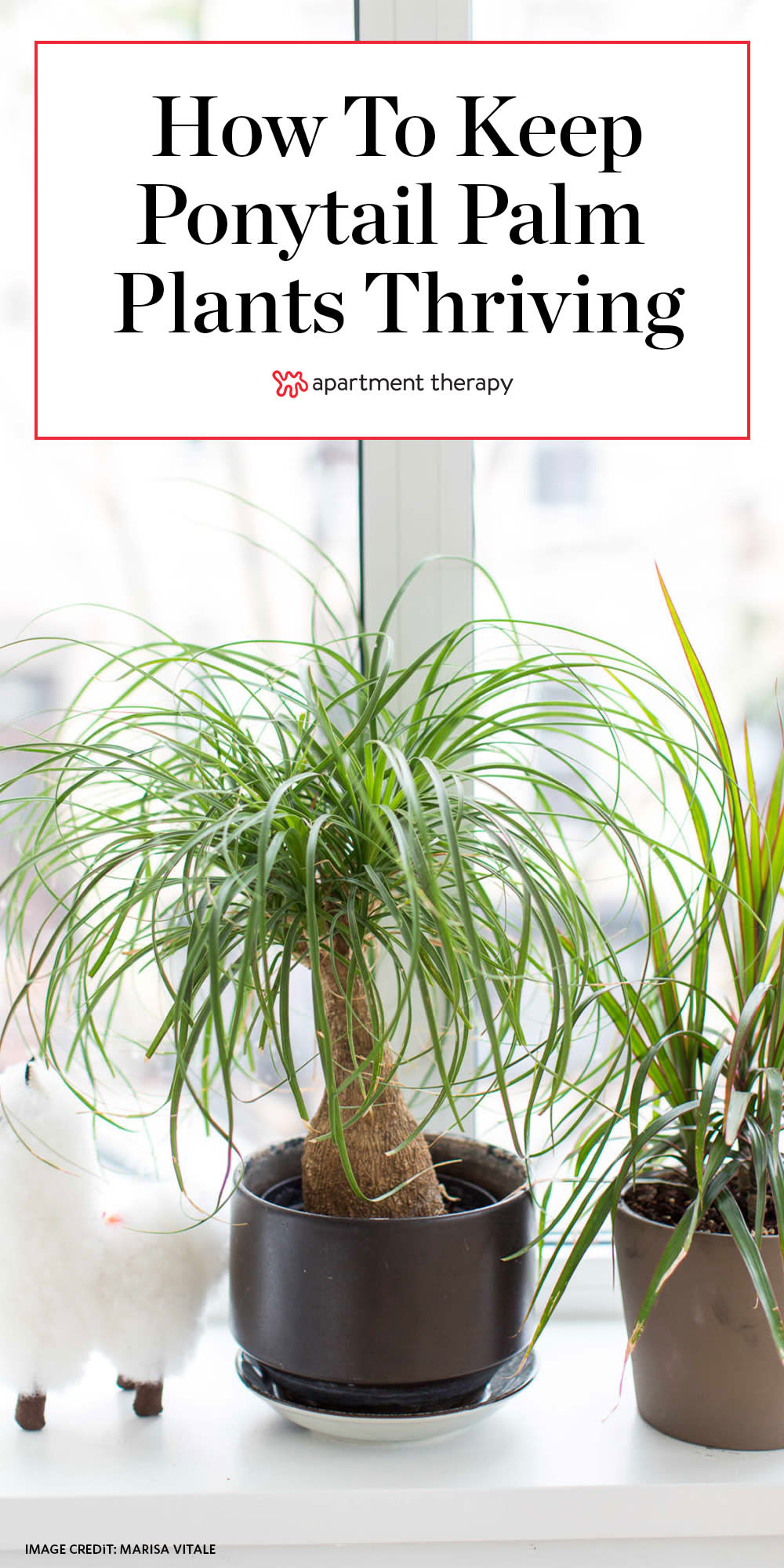 Ponytail Palm Tree Care How To Grow Maintain Ponytail Palm Tree Indoors Apartment Therapy