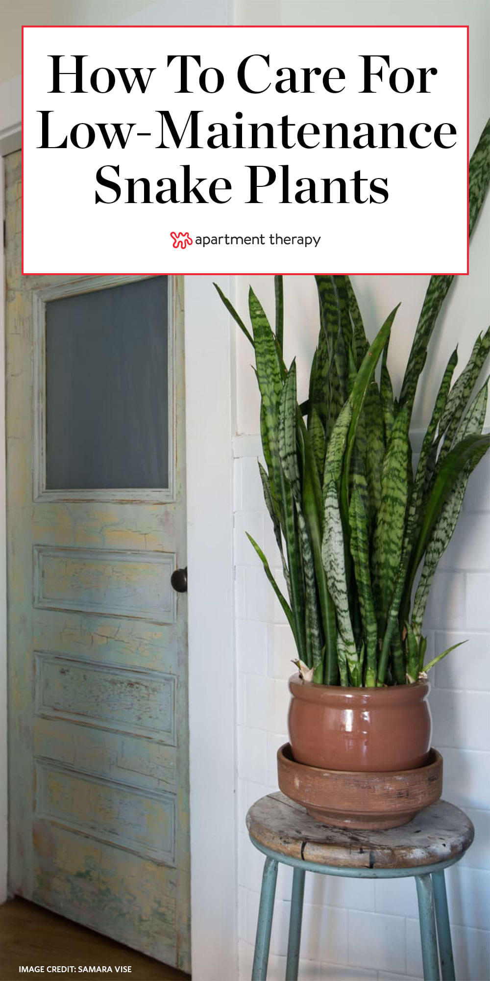 Snake Plant Care How To Grow Maintain Sansevieria Apartment Therapy
