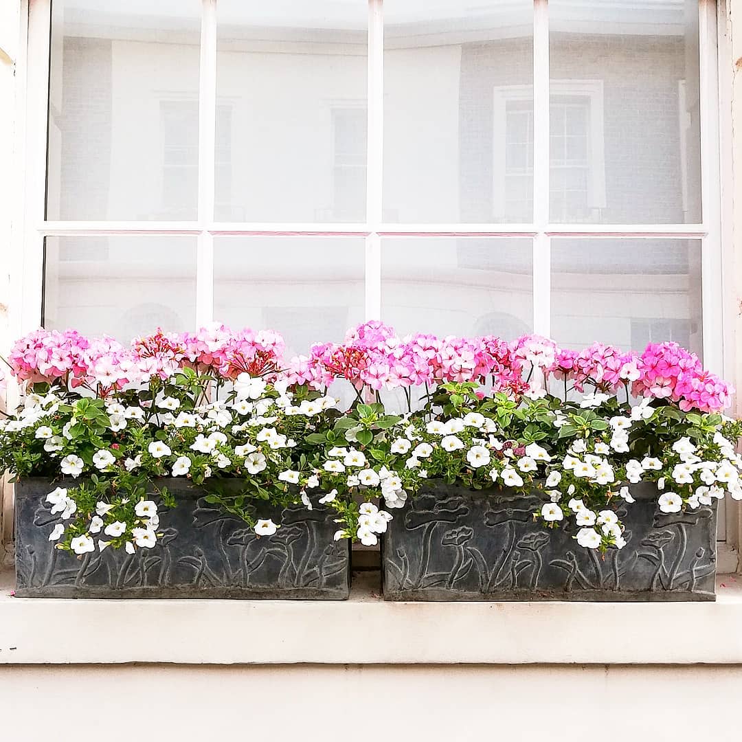 20 Window Box Flower Ideas What Flowers To Plant In Window Boxes Apartment Therapy