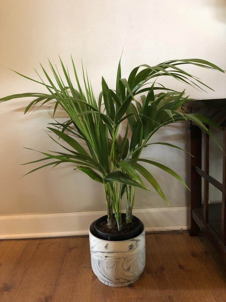 Kentia palm cats best sale