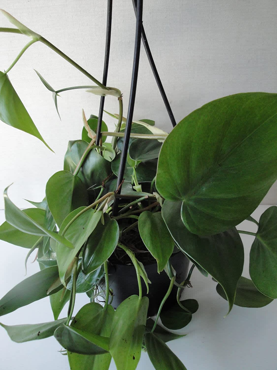 Philodendron plant care water