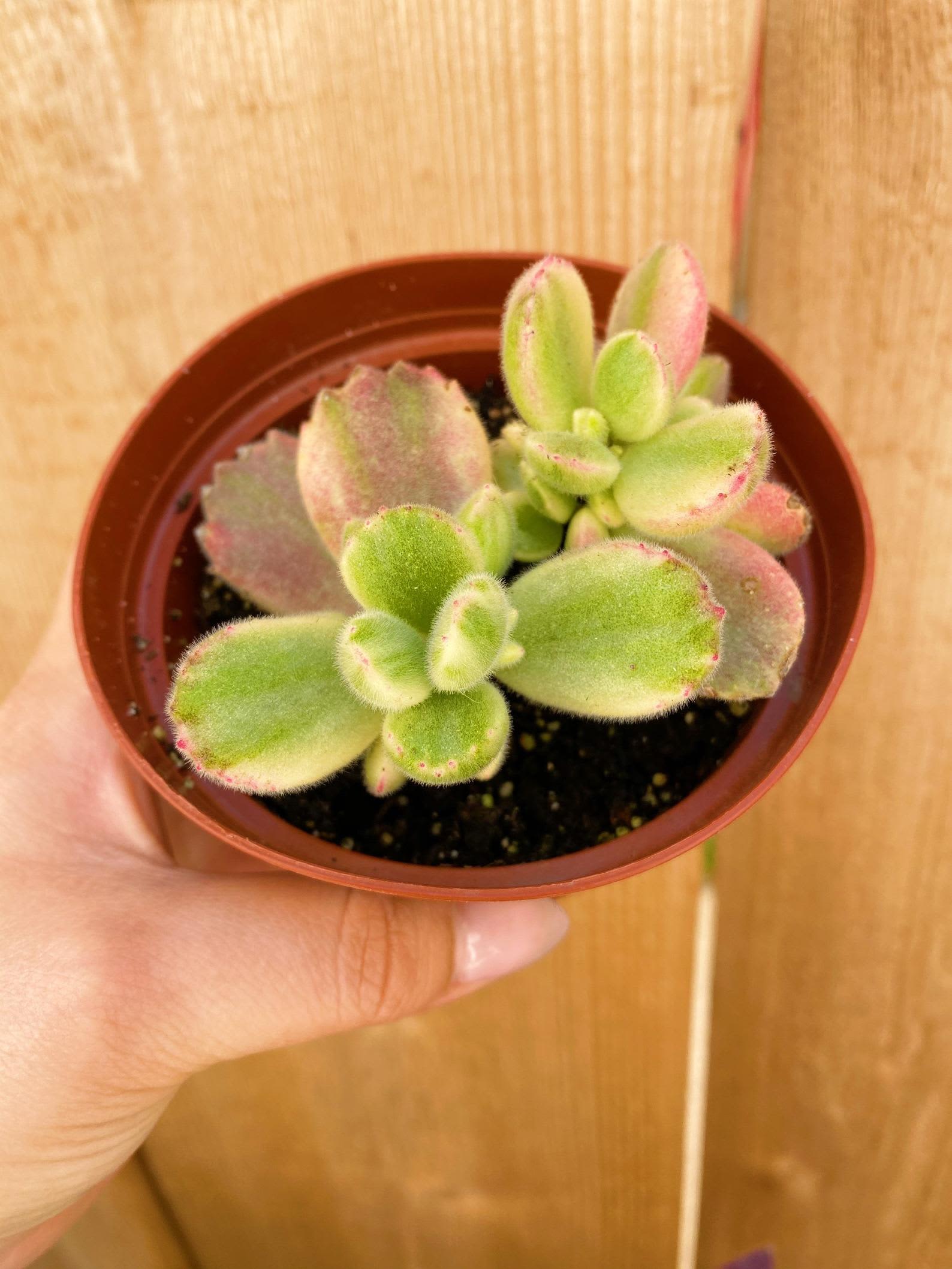 Where tomentosa, bear paw succulents | Apartment